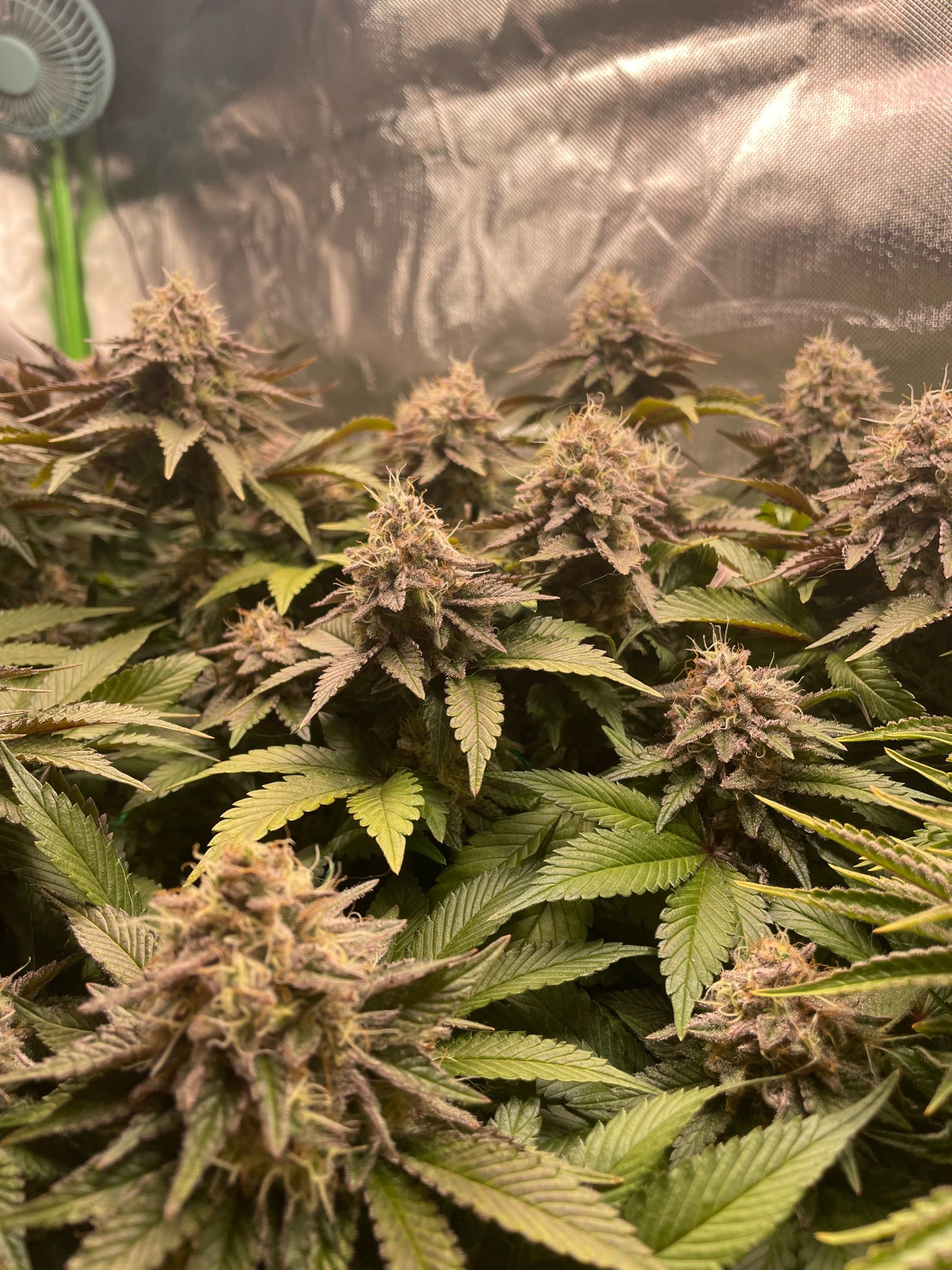 Amber - Blue gelato #41 growlog photo 168