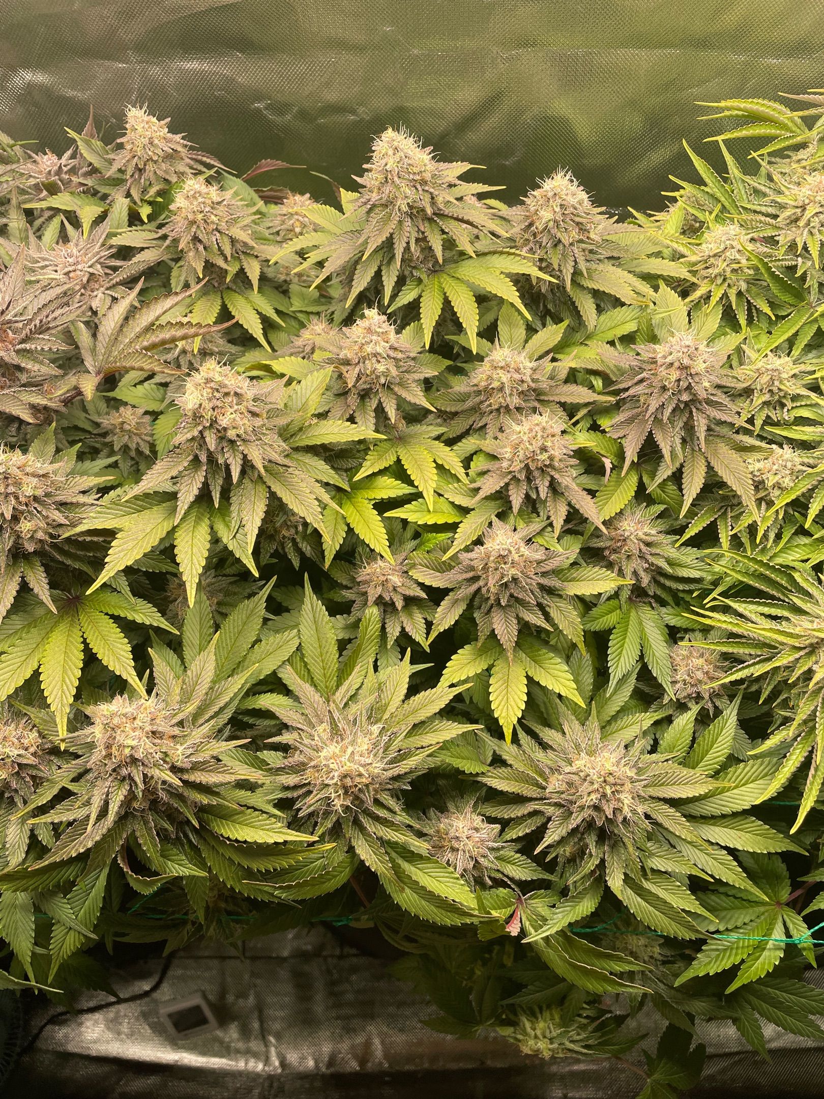 Amber - Blue gelato #41 growlog photo 169
