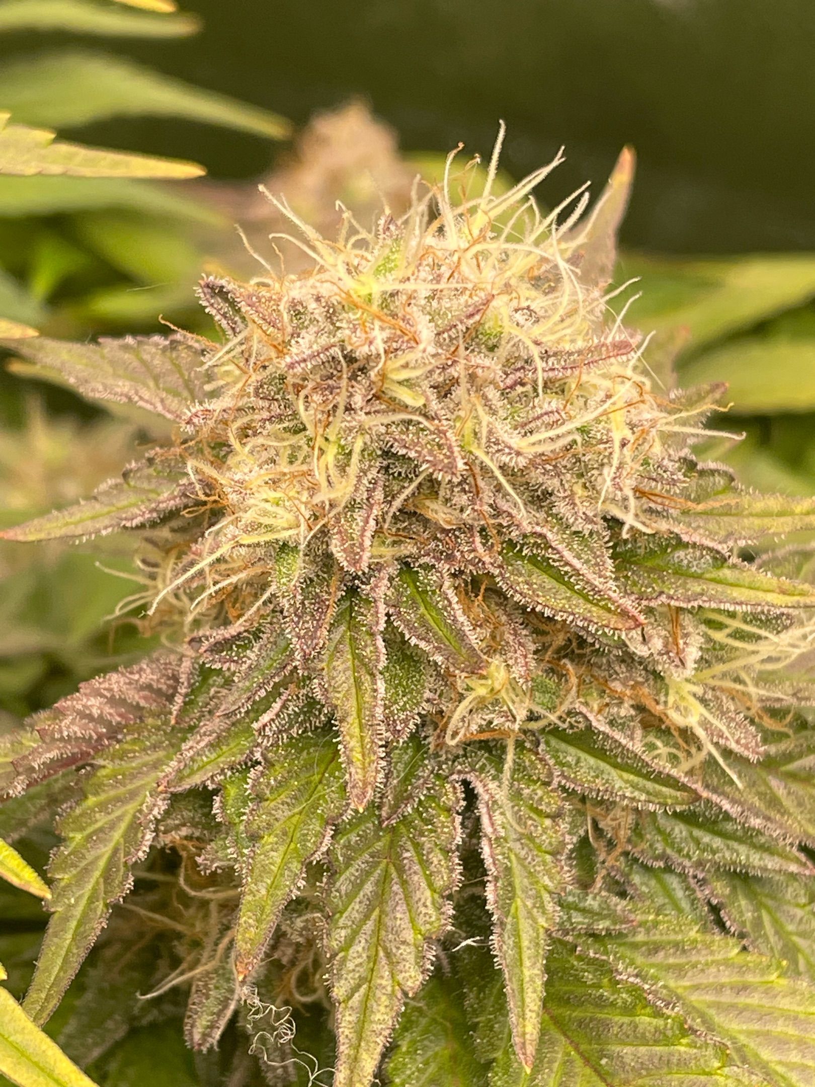 Amber - Blue gelato #41 growlog photo 171