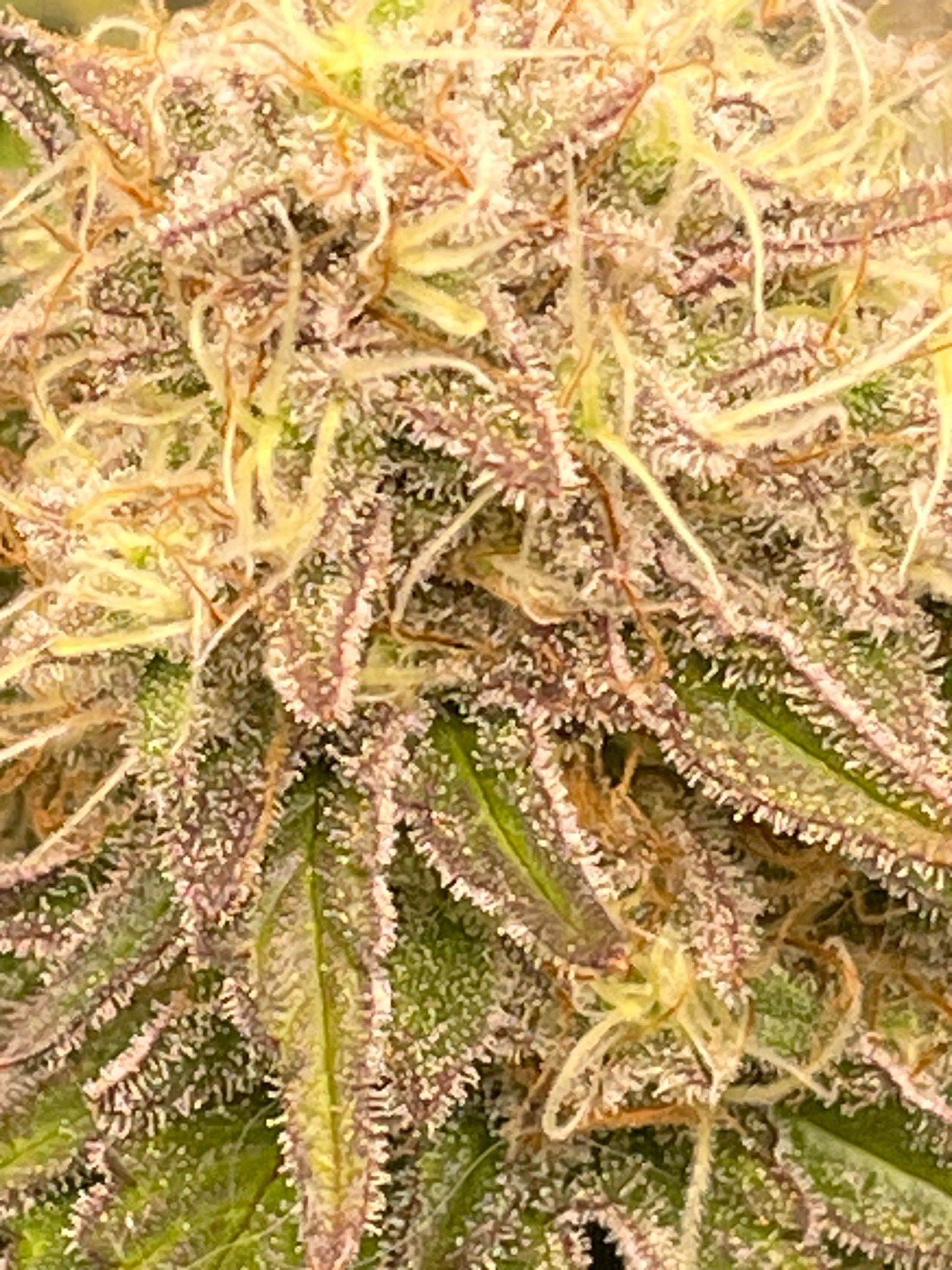Amber - Blue gelato #41 growlog photo 172