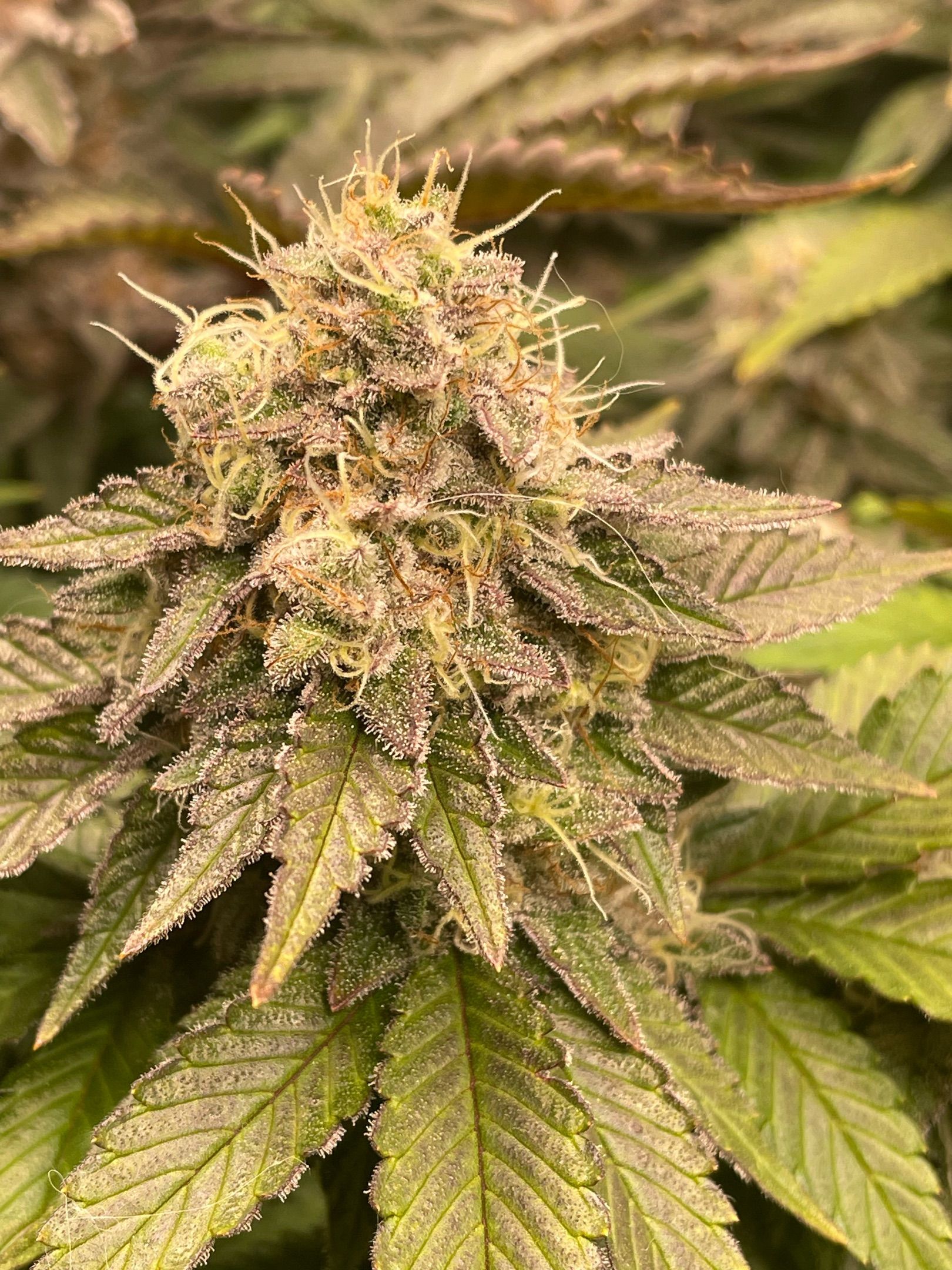 Amber - Blue gelato #41 growlog photo 173