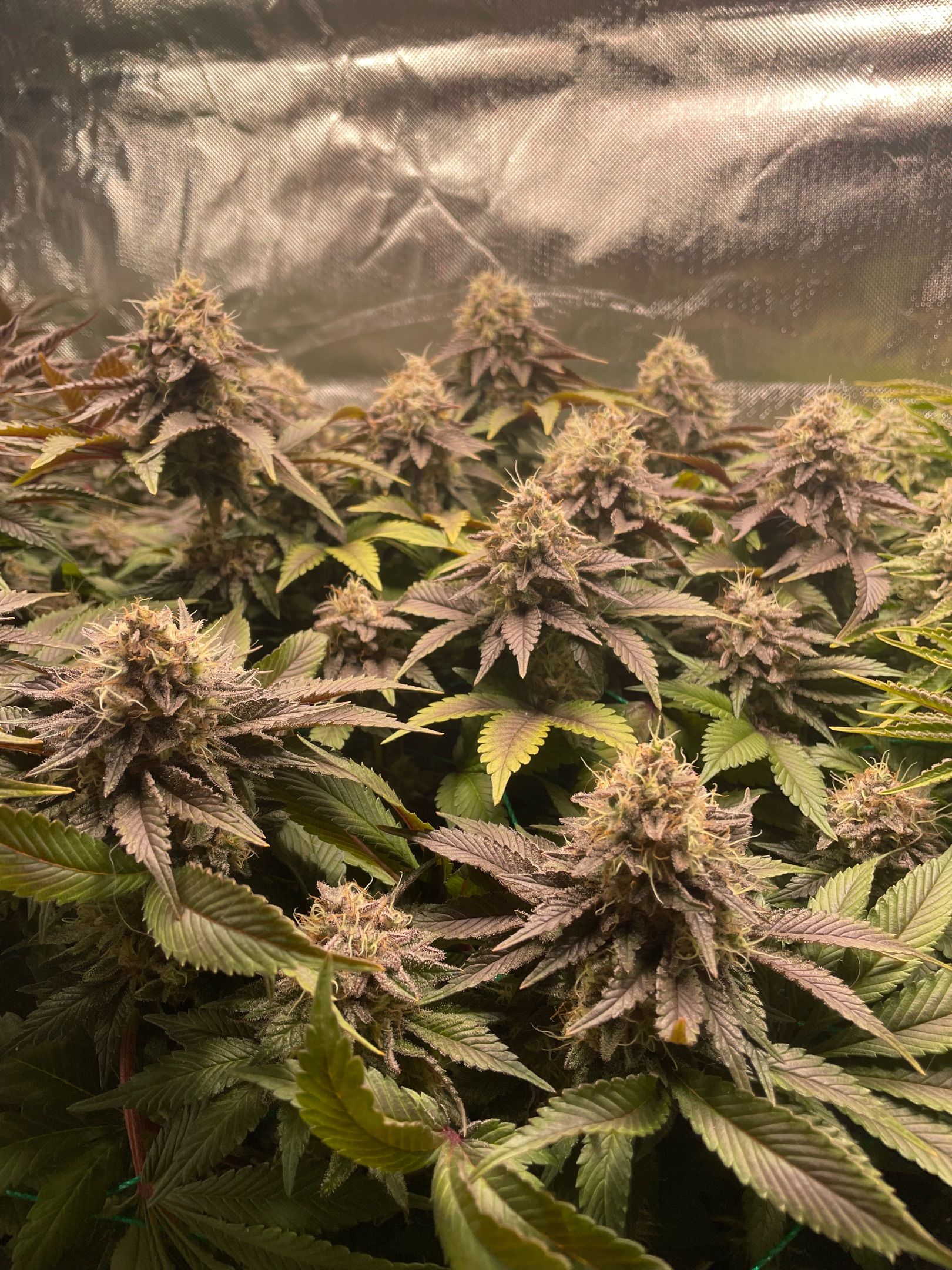 Amber - Blue gelato #41 growlog photo 174
