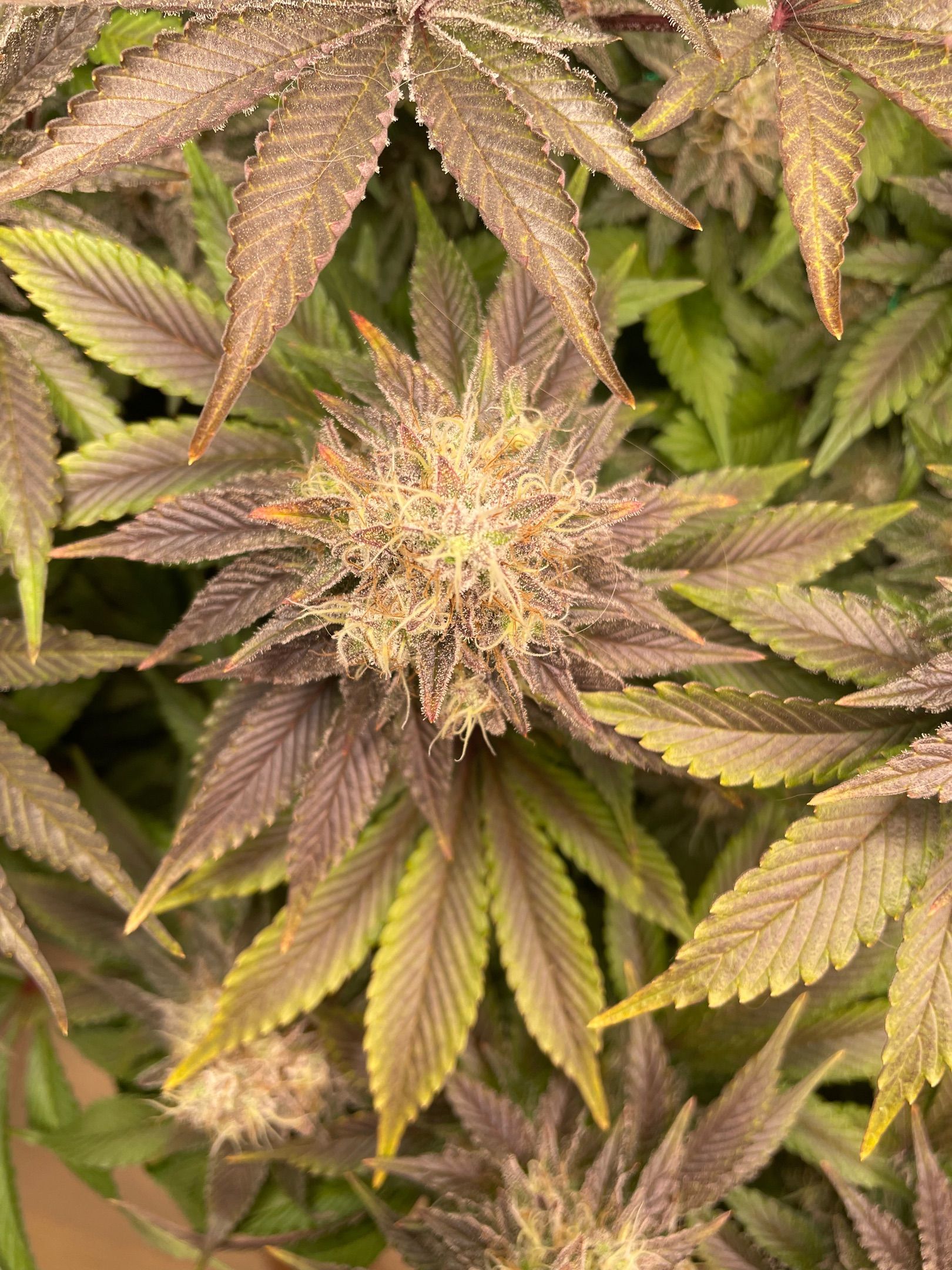Amber - Blue gelato #41 growlog photo 175