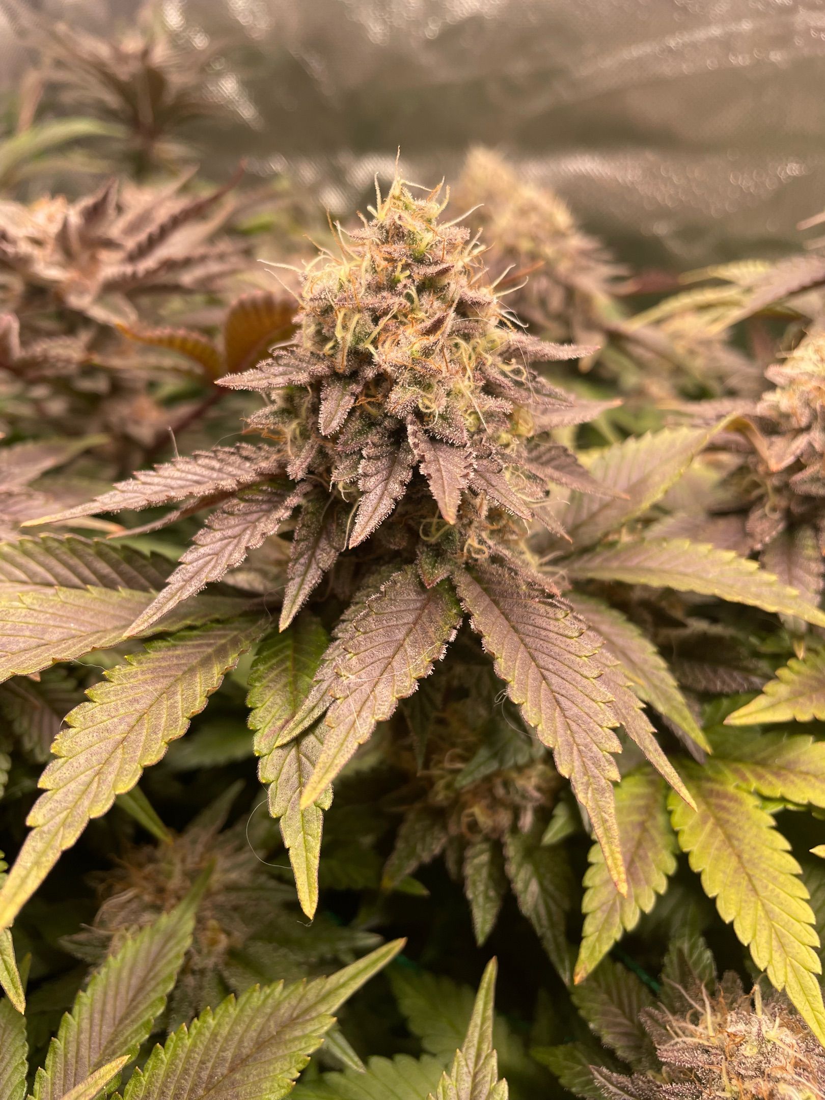 Amber - Blue gelato #41 growlog photo 176