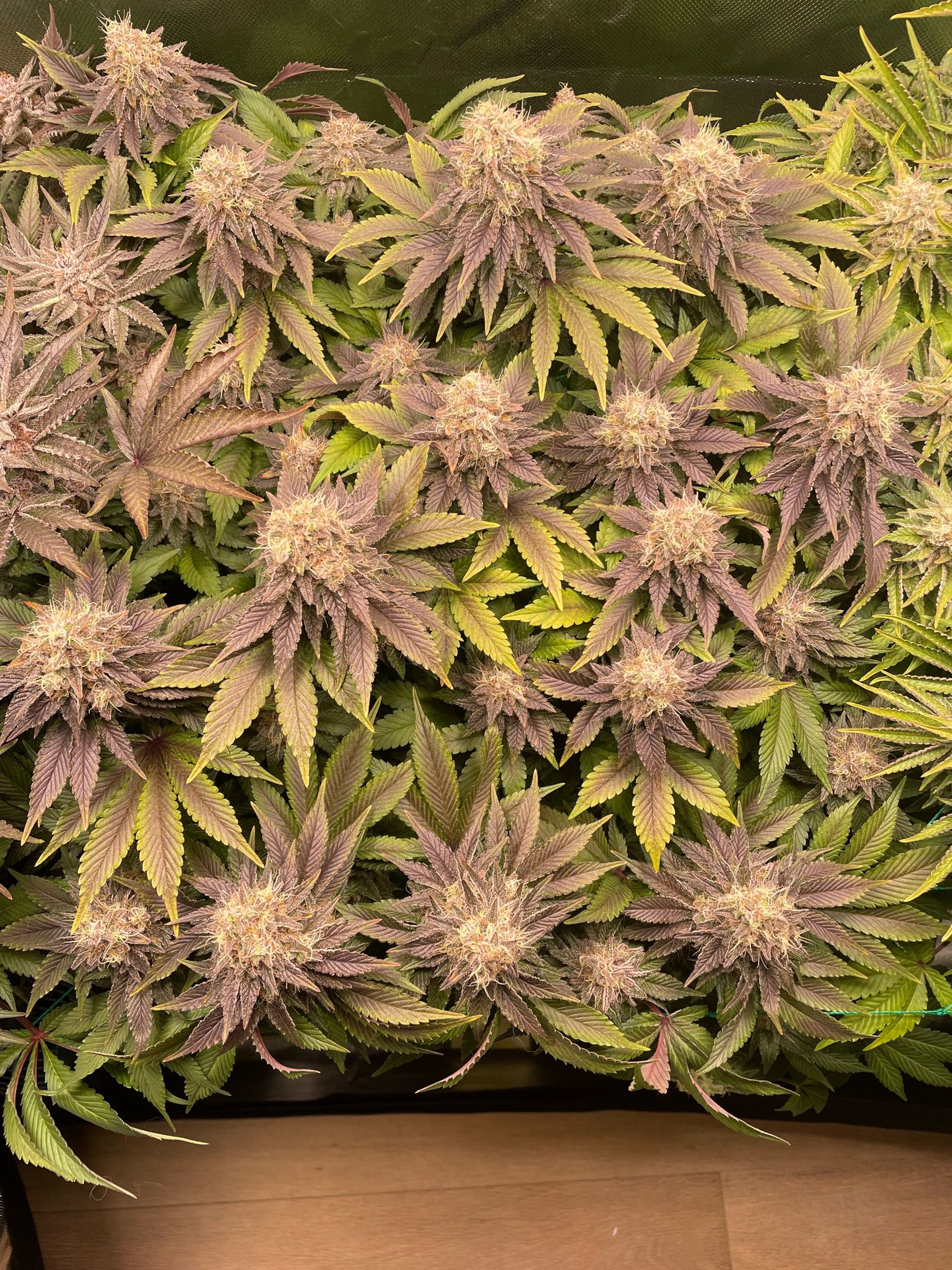 Amber - Blue gelato #41 growlog photo 177