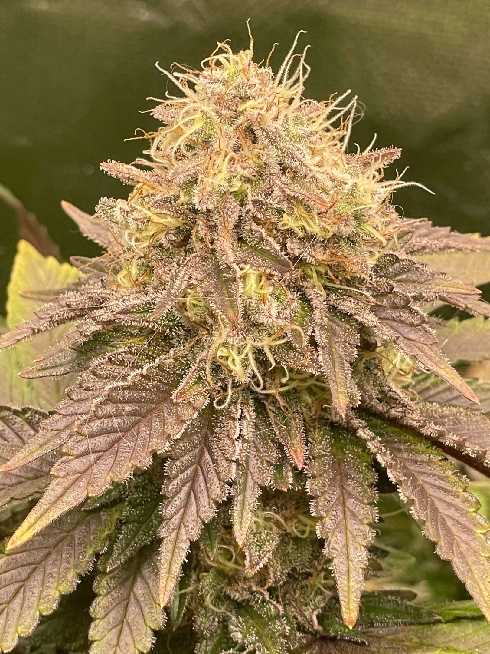 Amber - Blue gelato #41 growlog photo 178