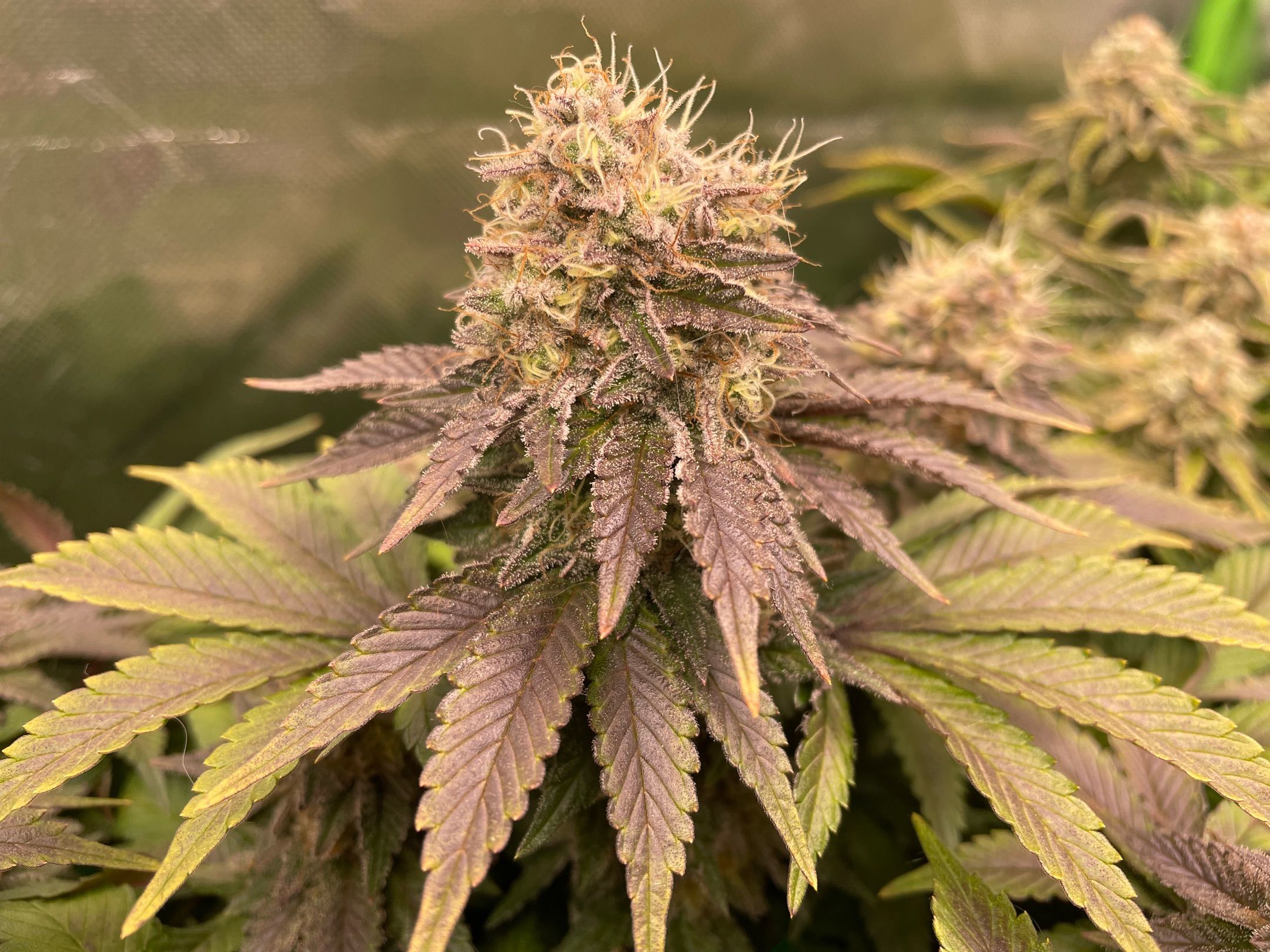 Amber - Blue gelato #41 growlog photo 179