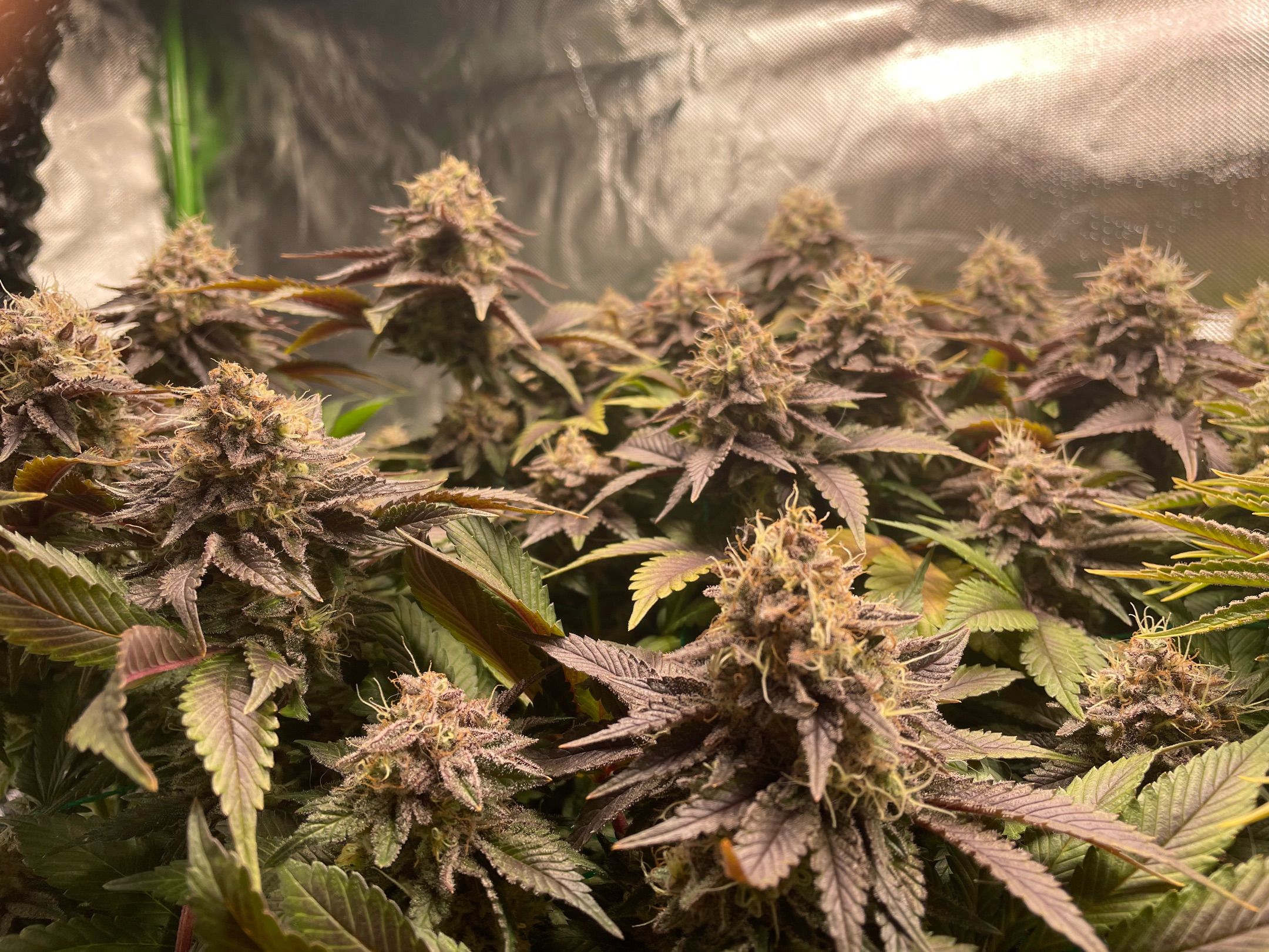 Amber - Blue gelato #41 growlog photo 187