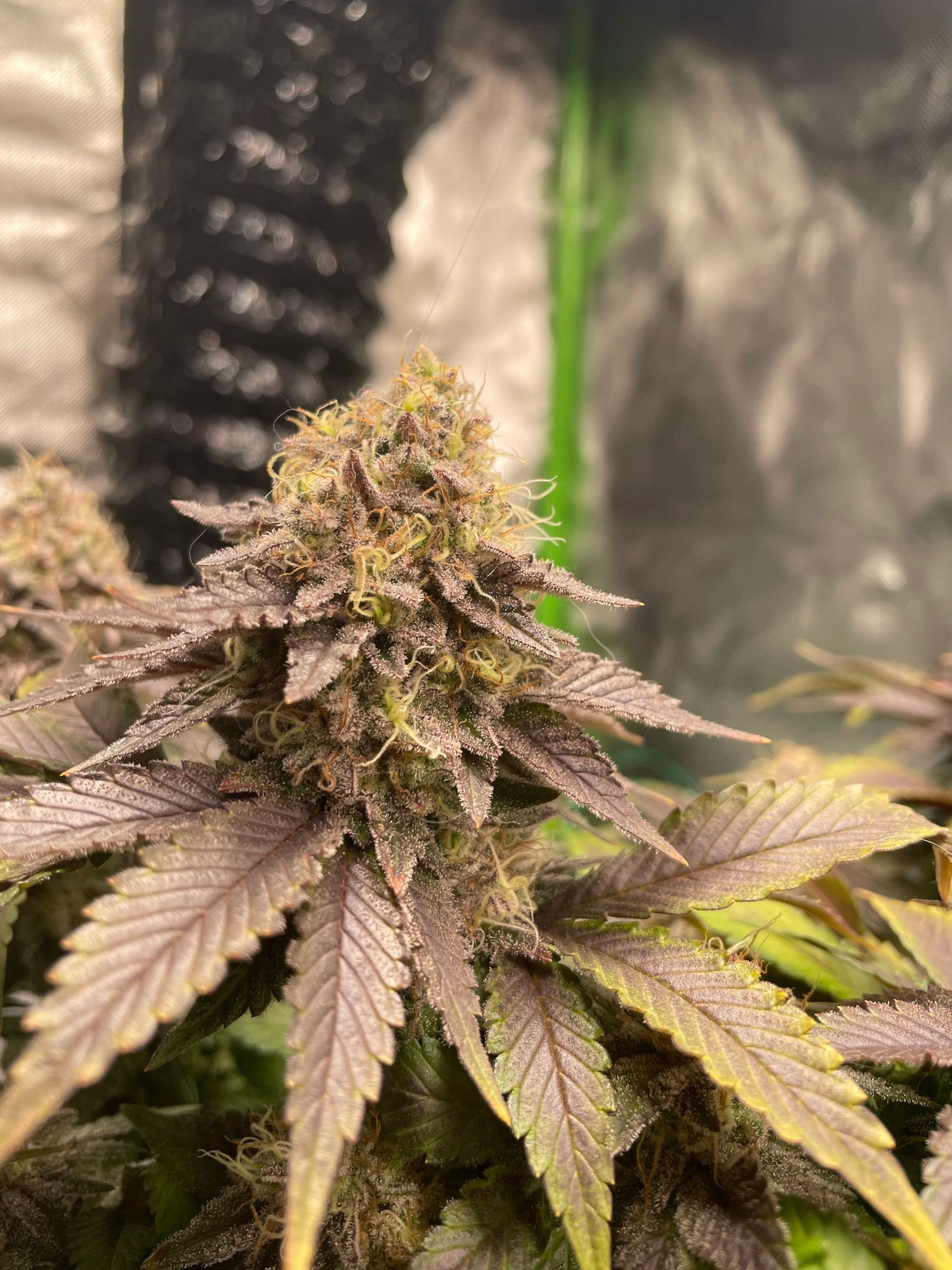 Amber - Blue gelato #41 growlog photo 184