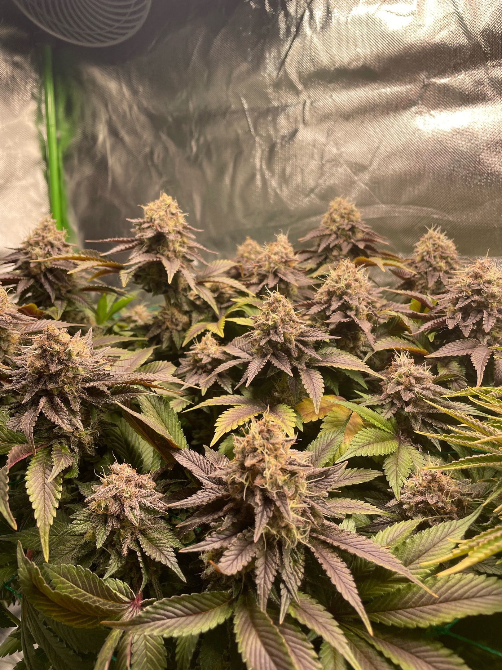 Amber - Blue gelato #41 growlog photo 185