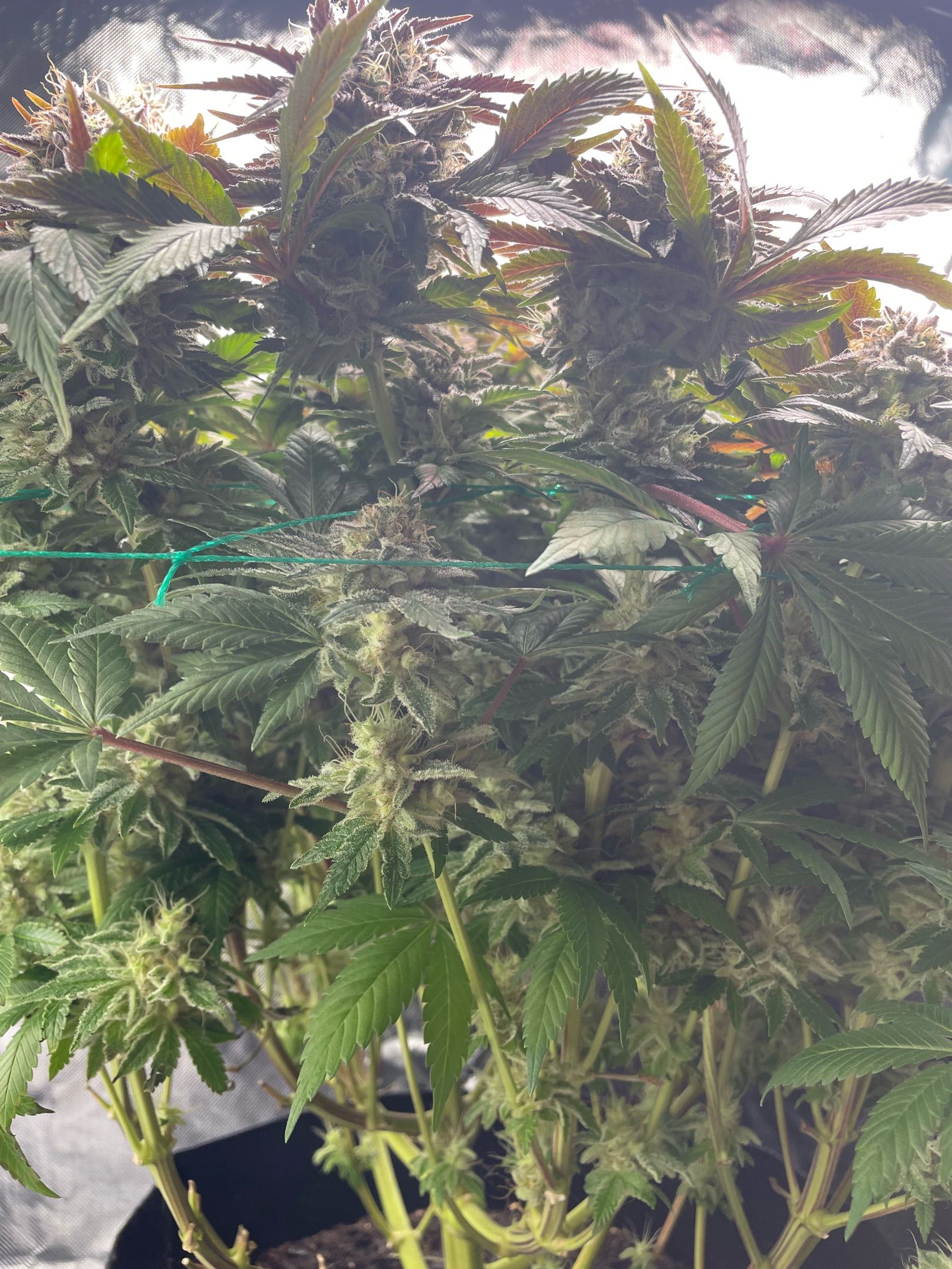 Amber - Blue gelato #41 growlog photo 186