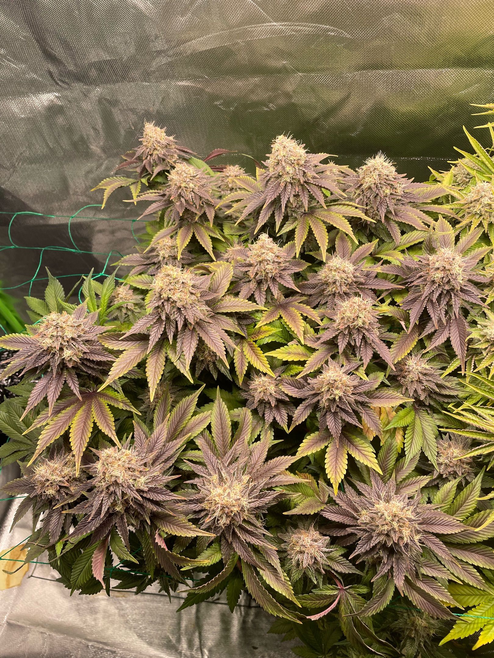 Amber - Blue gelato #41 growlog photo 188