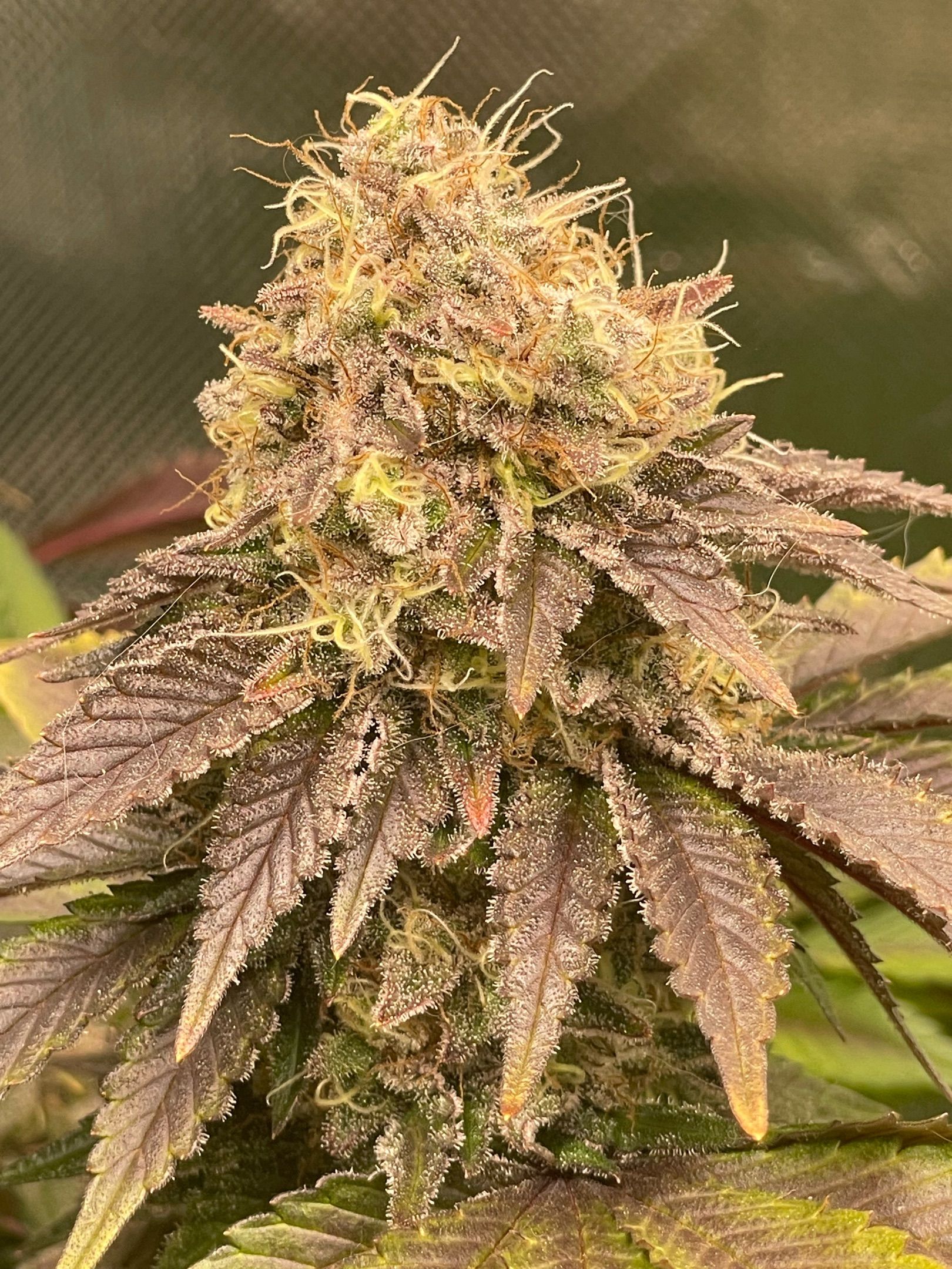 Amber - Blue gelato #41 growlog photo 189