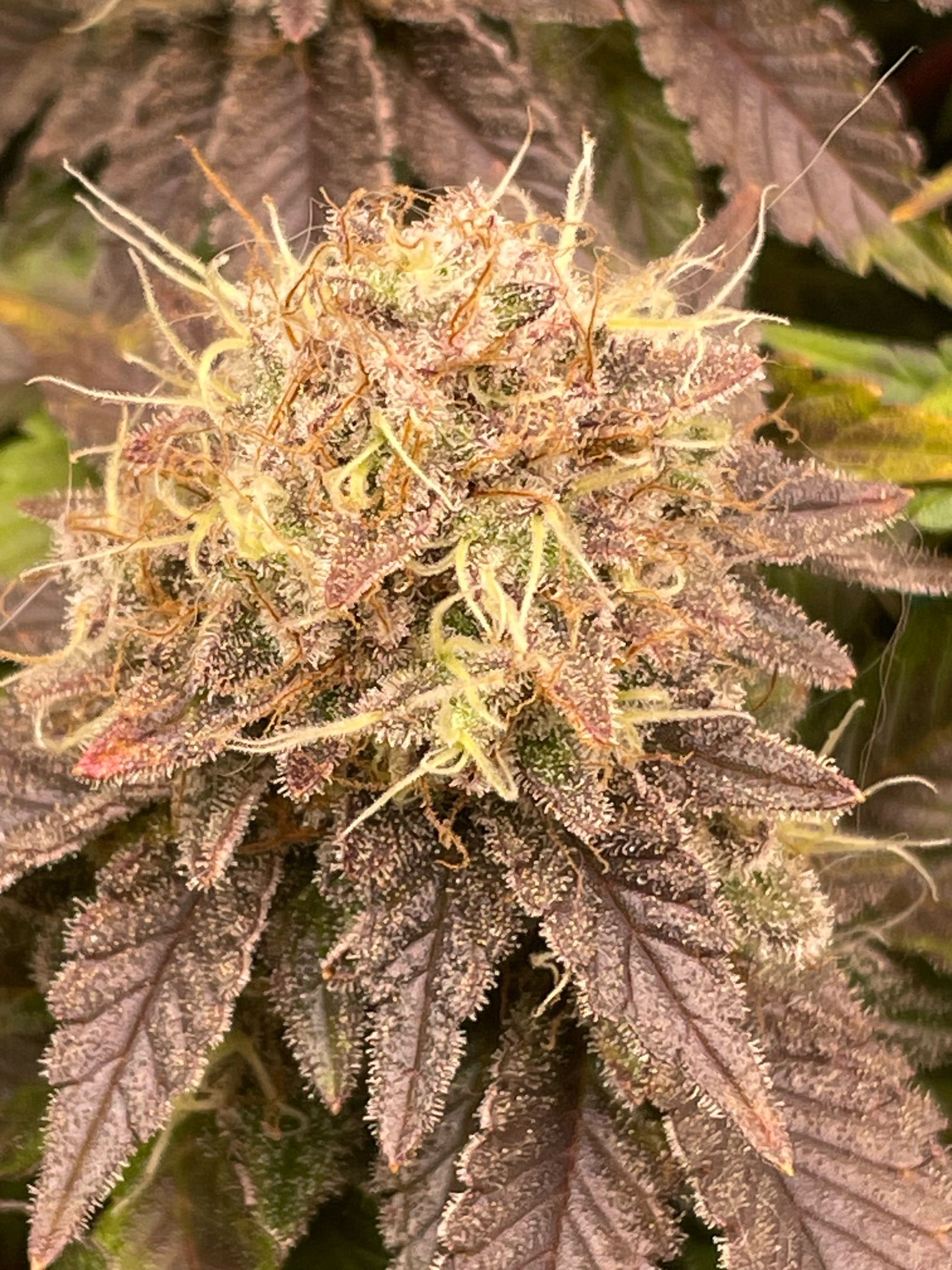 Amber - Blue gelato #41 growlog photo 190