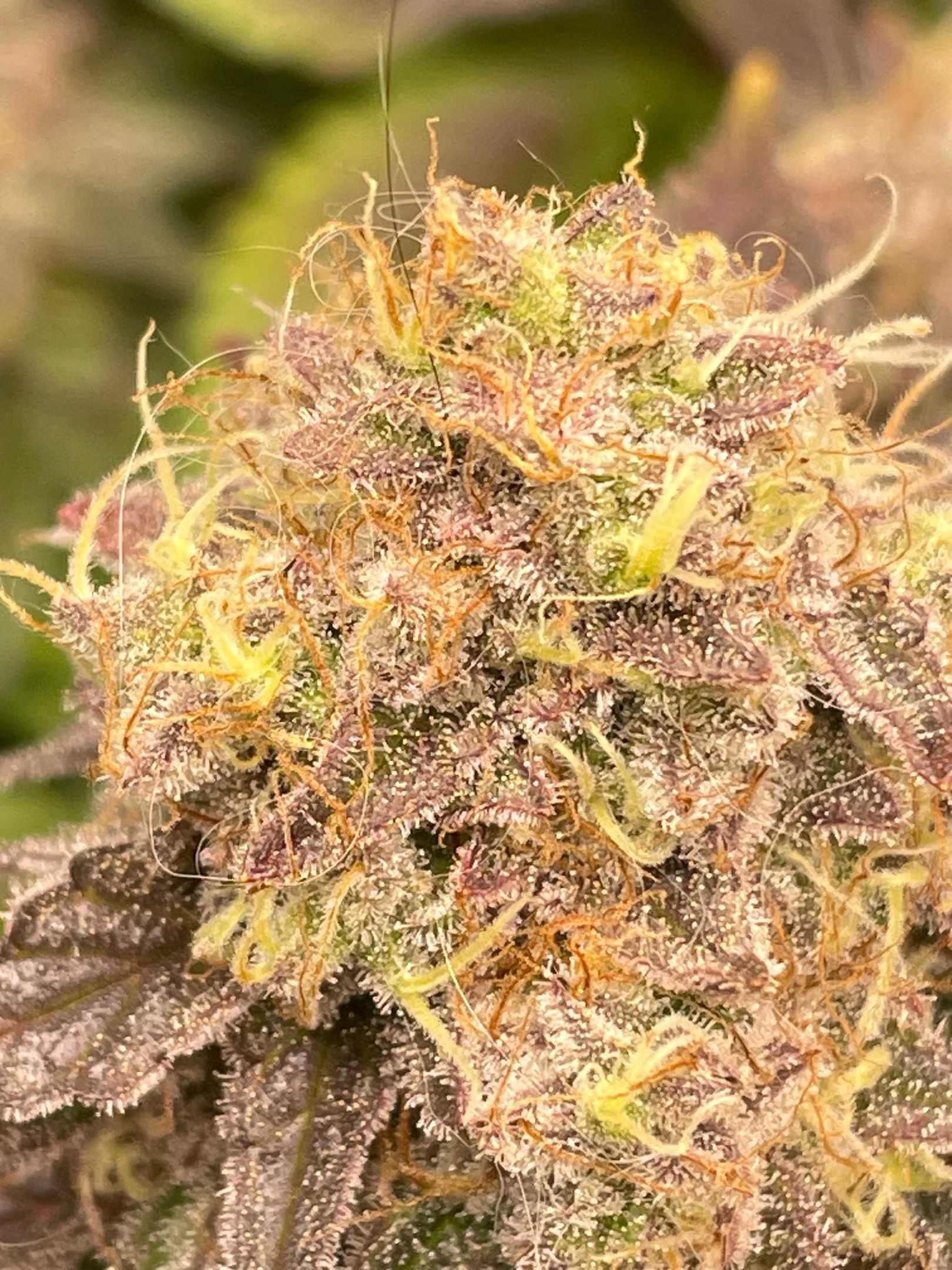 Amber - Blue gelato #41 growlog photo 191