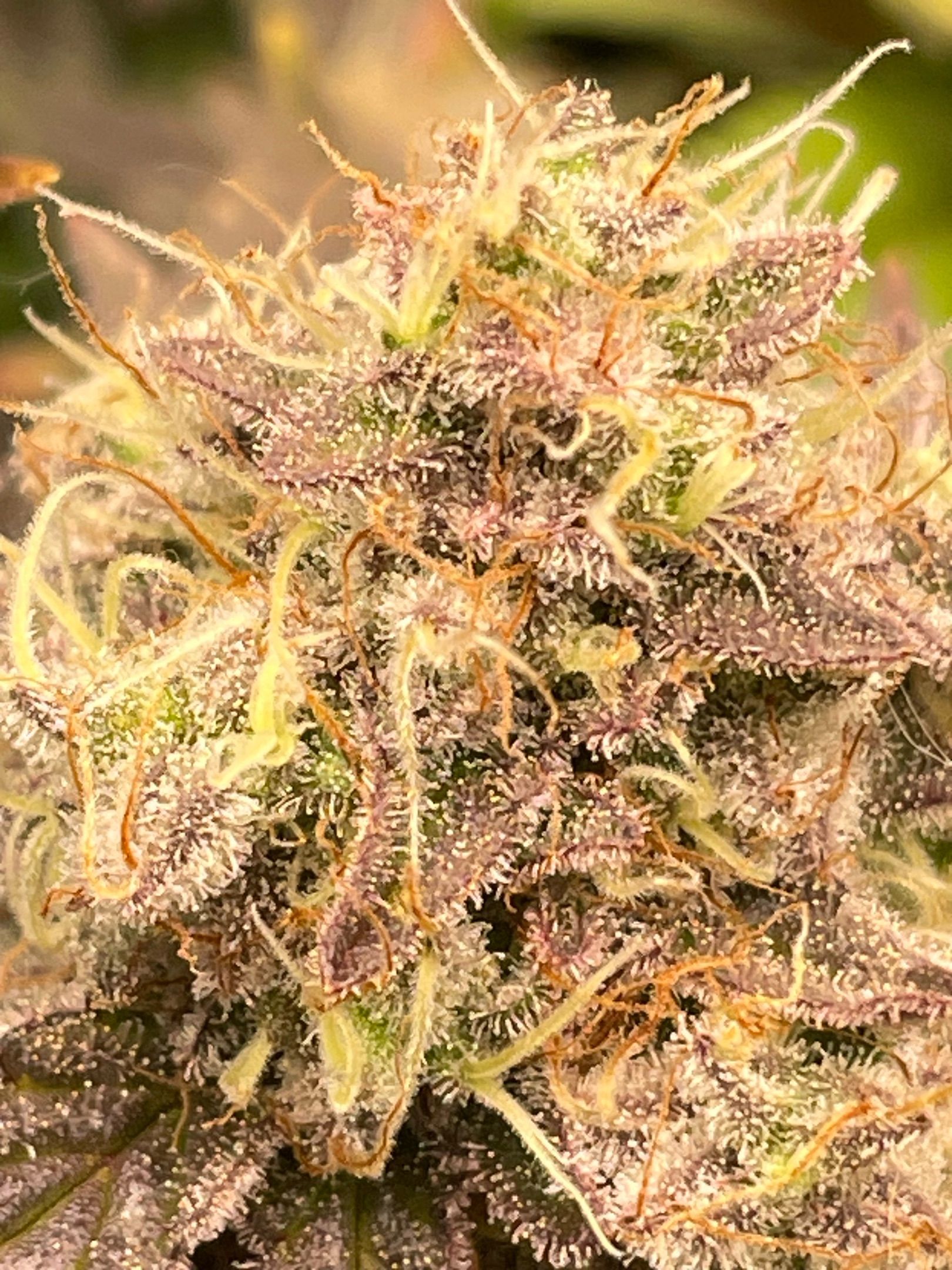 Amber - Blue gelato #41 growlog photo 180