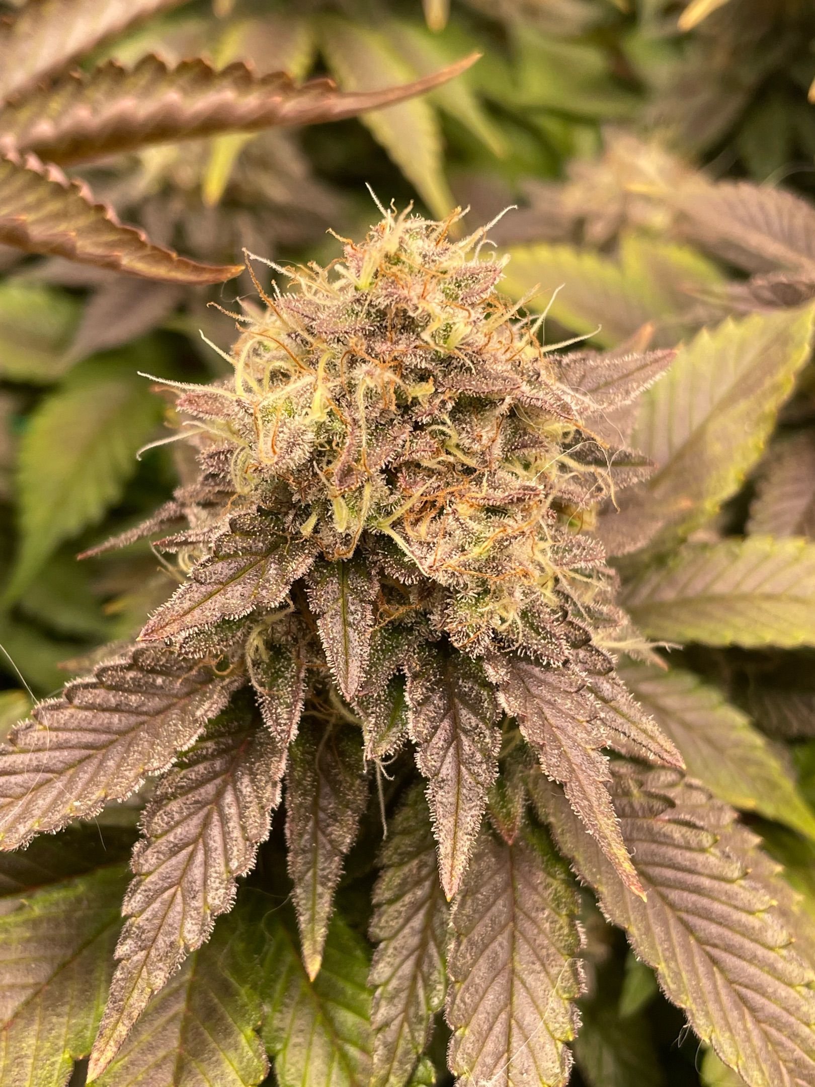 Amber - Blue gelato #41 growlog photo 181