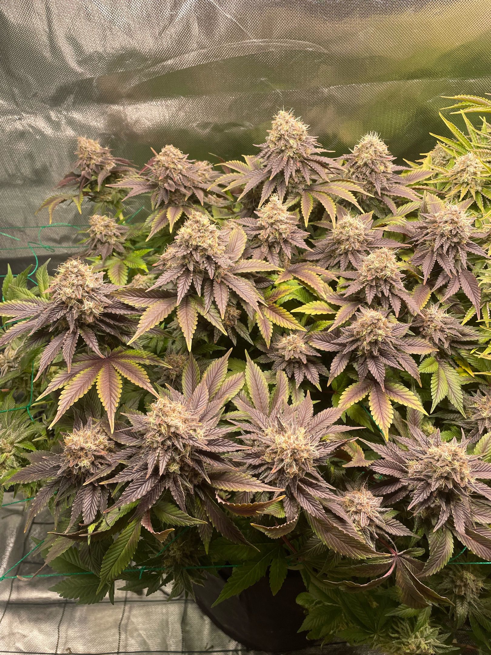 Amber - Blue gelato #41 growlog photo 194