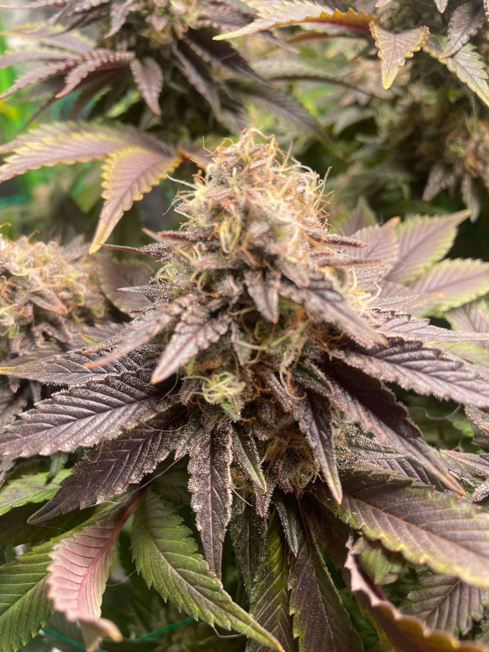 Amber - Blue gelato #41 growlog photo 195