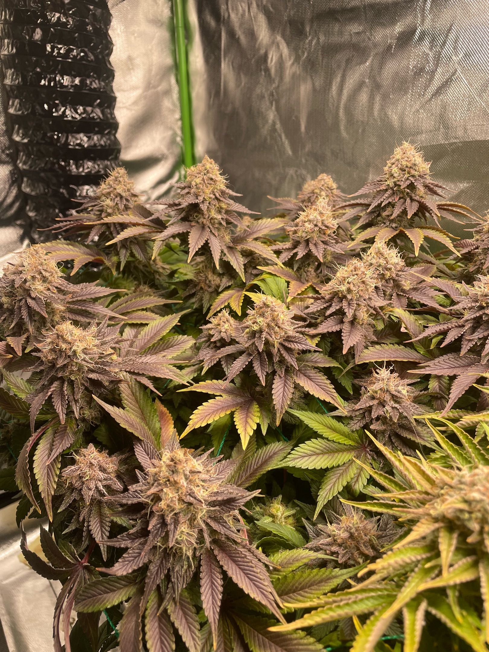 Amber - Blue gelato #41 growlog photo 196