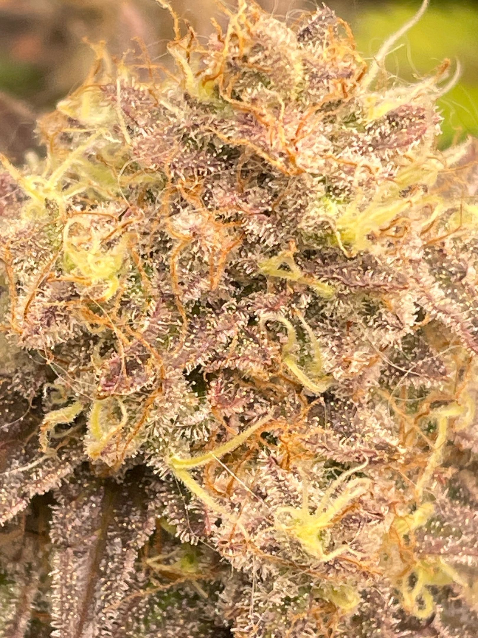 Amber - Blue gelato #41 growlog photo 197