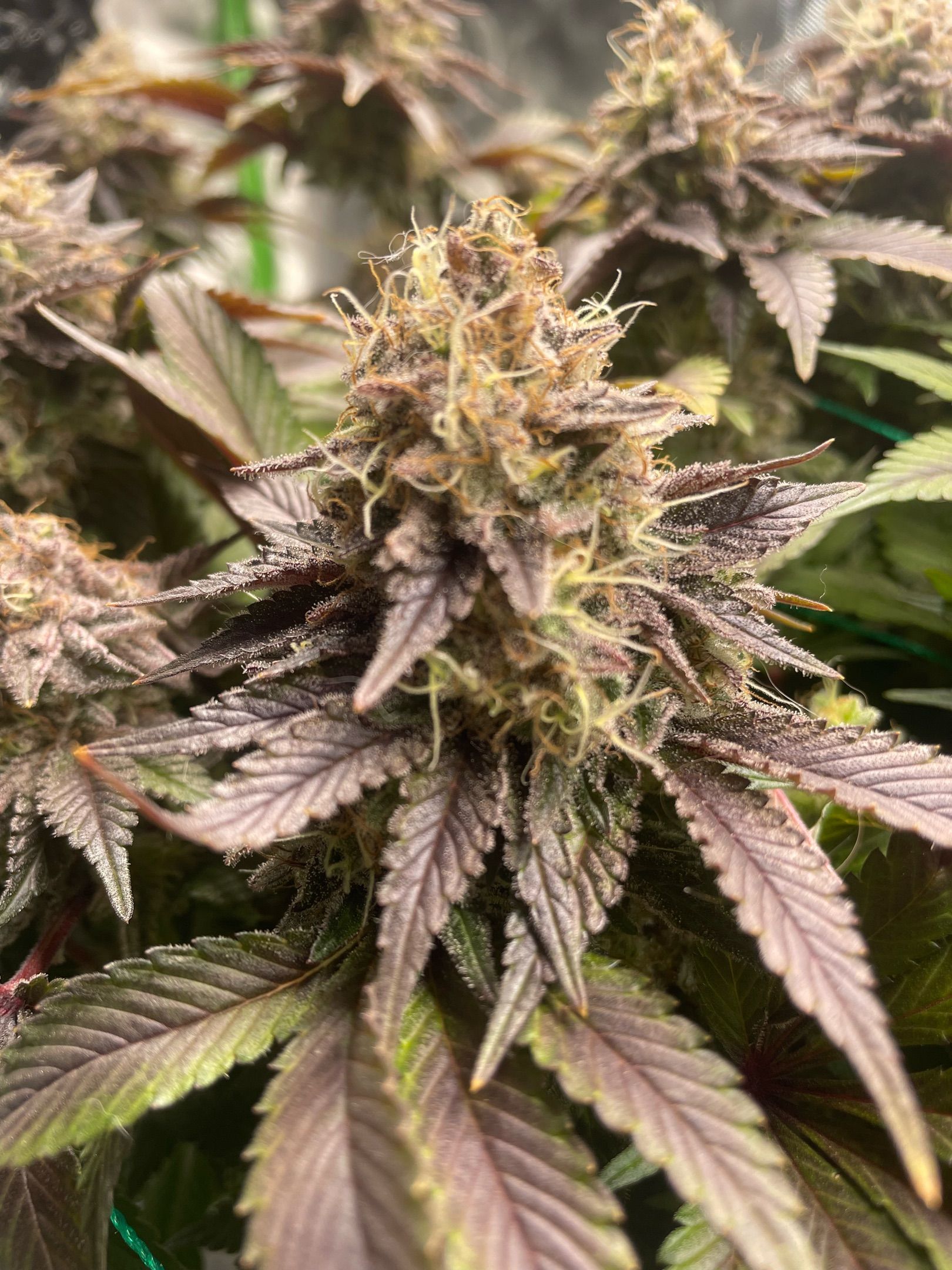 Amber - Blue gelato #41 growlog photo 198