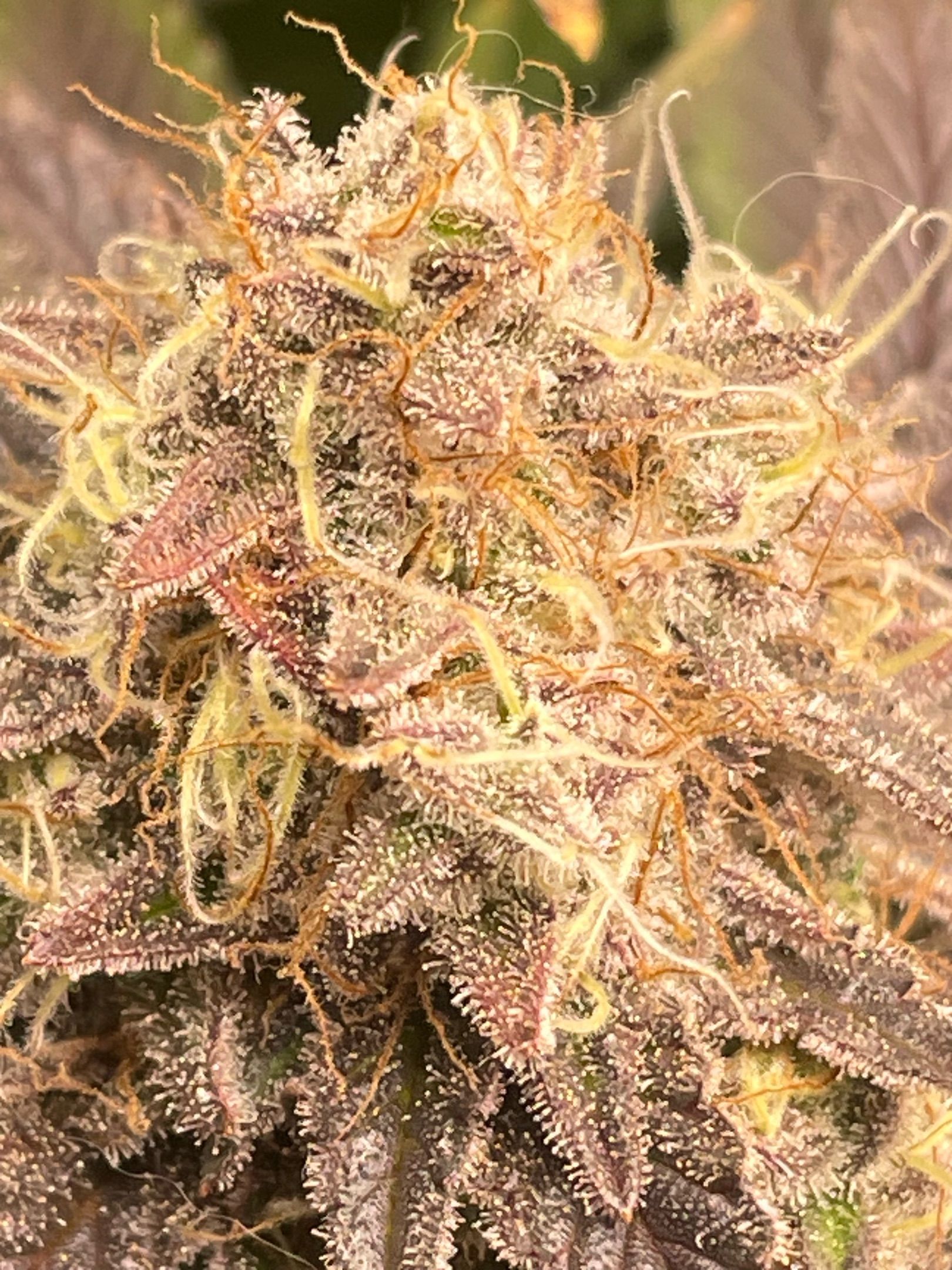 Amber - Blue gelato #41 growlog photo 199