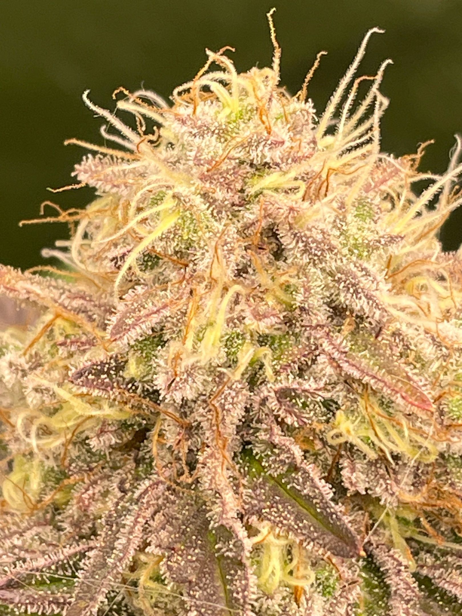 Amber - Blue gelato #41 growlog photo 182