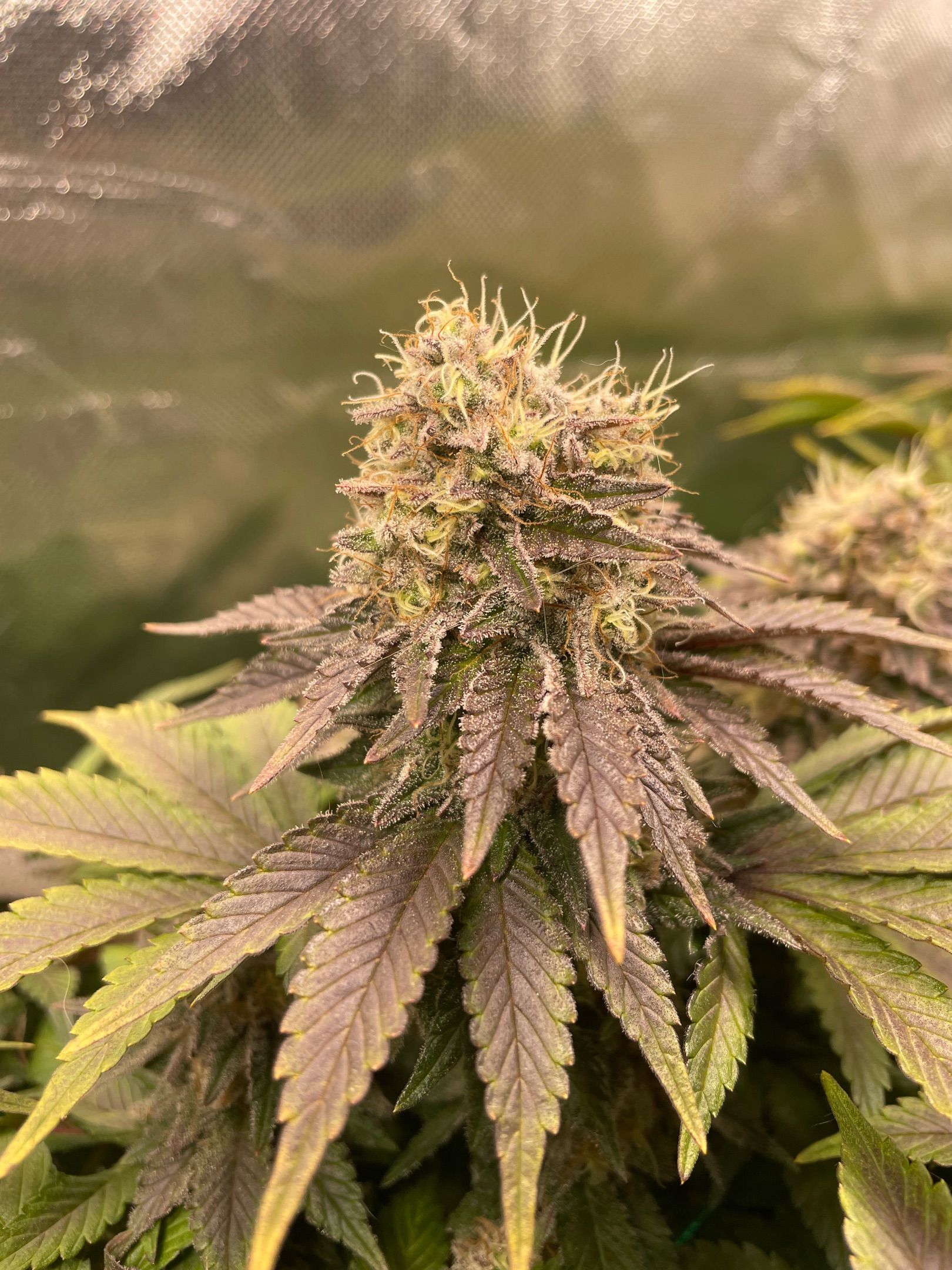 Amber - Blue gelato #41 growlog photo 183