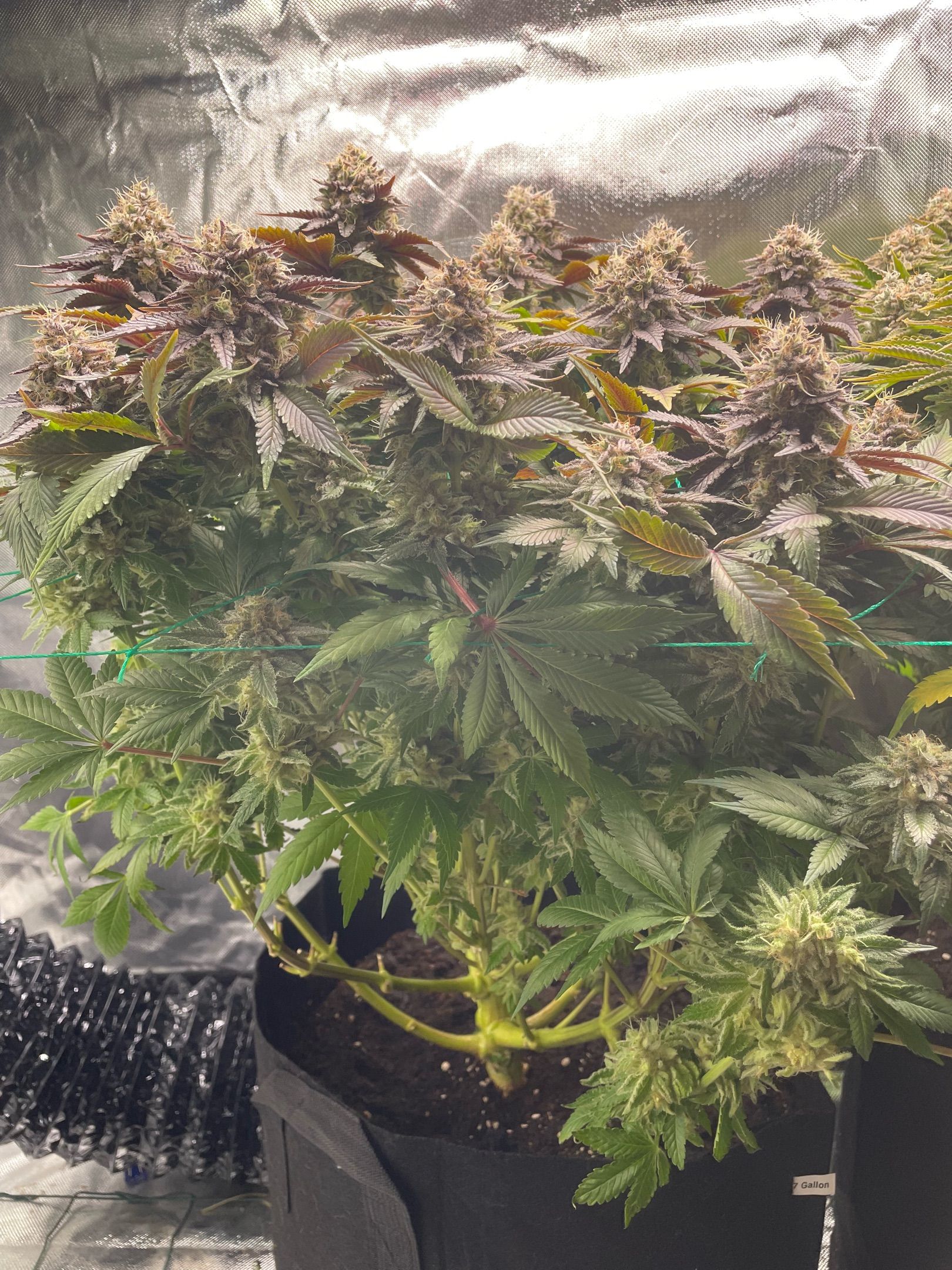 Amber - Blue gelato #41 growlog photo 192