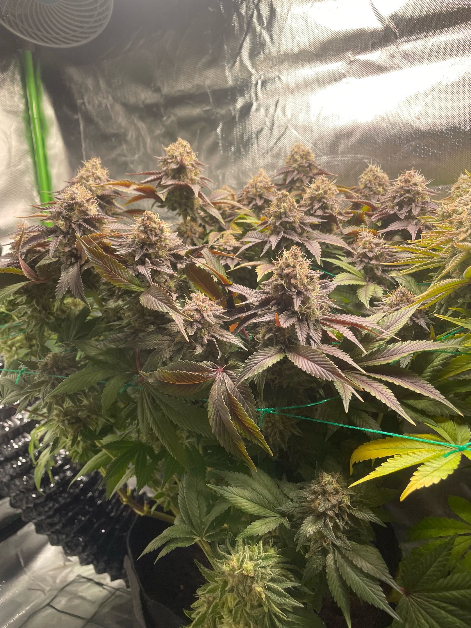 Amber - Blue gelato #41 growlog photo 200