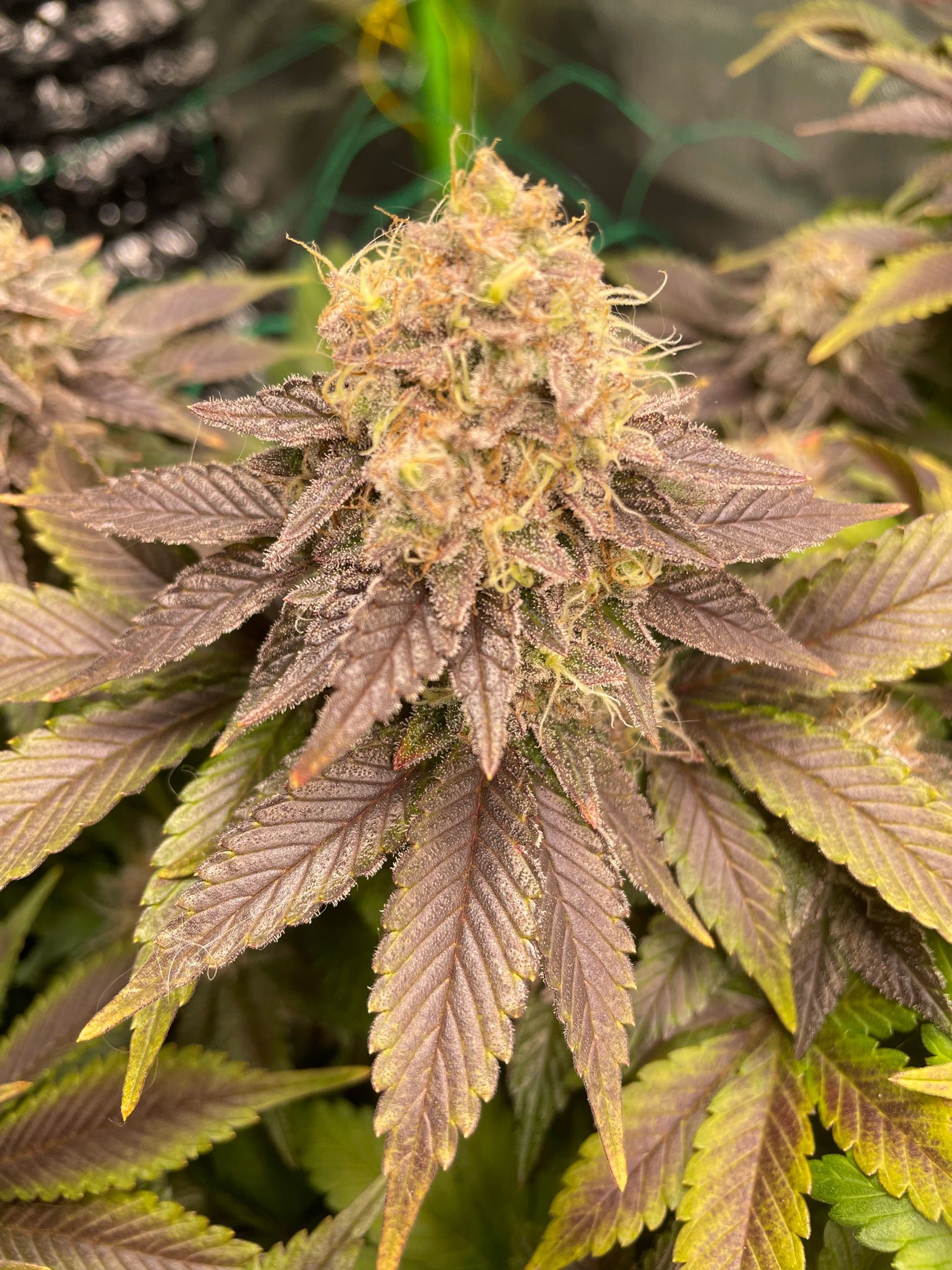 Amber - Blue gelato #41 growlog photo 193