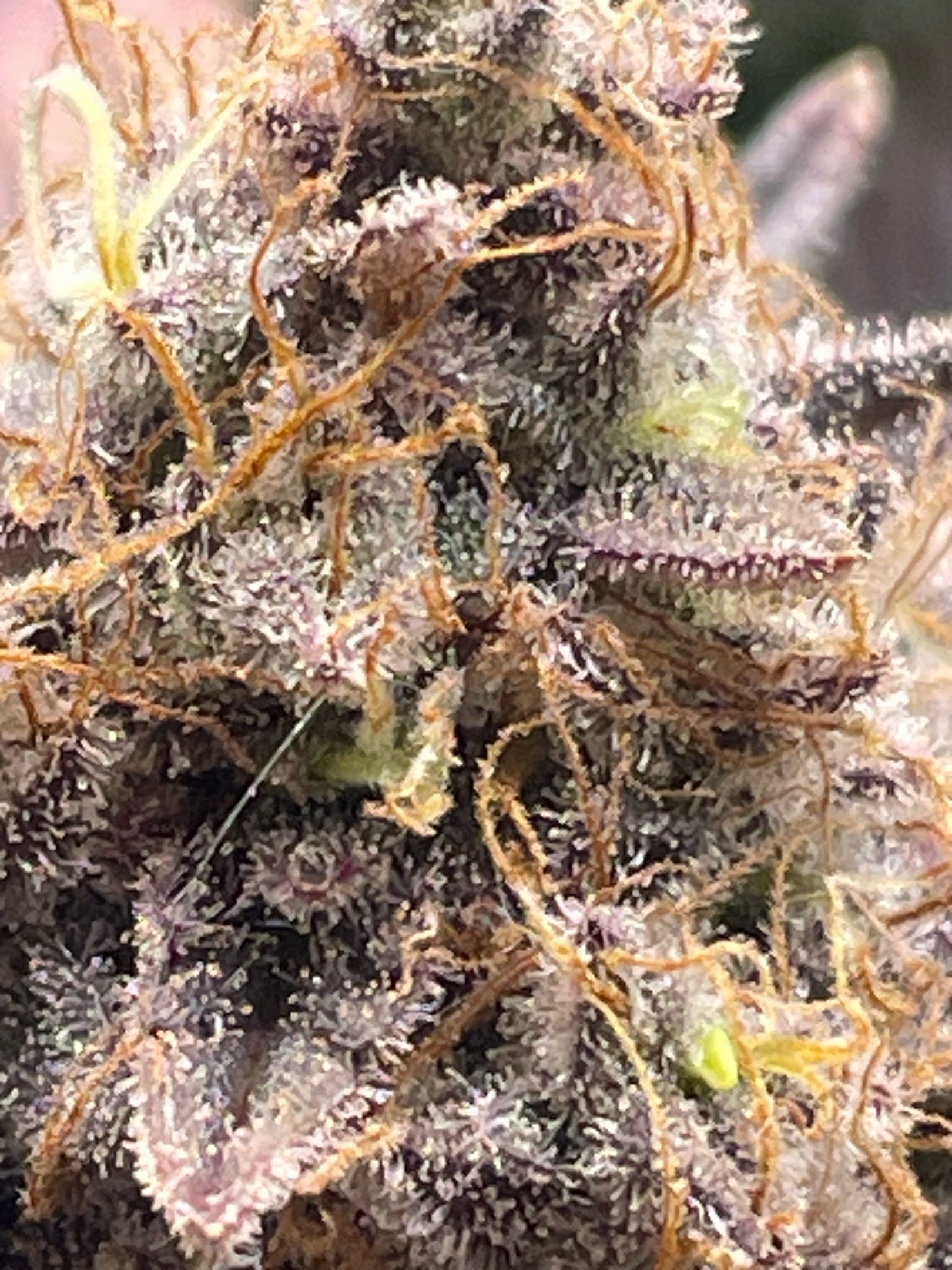 Amber - Blue gelato #41 growlog photo 203
