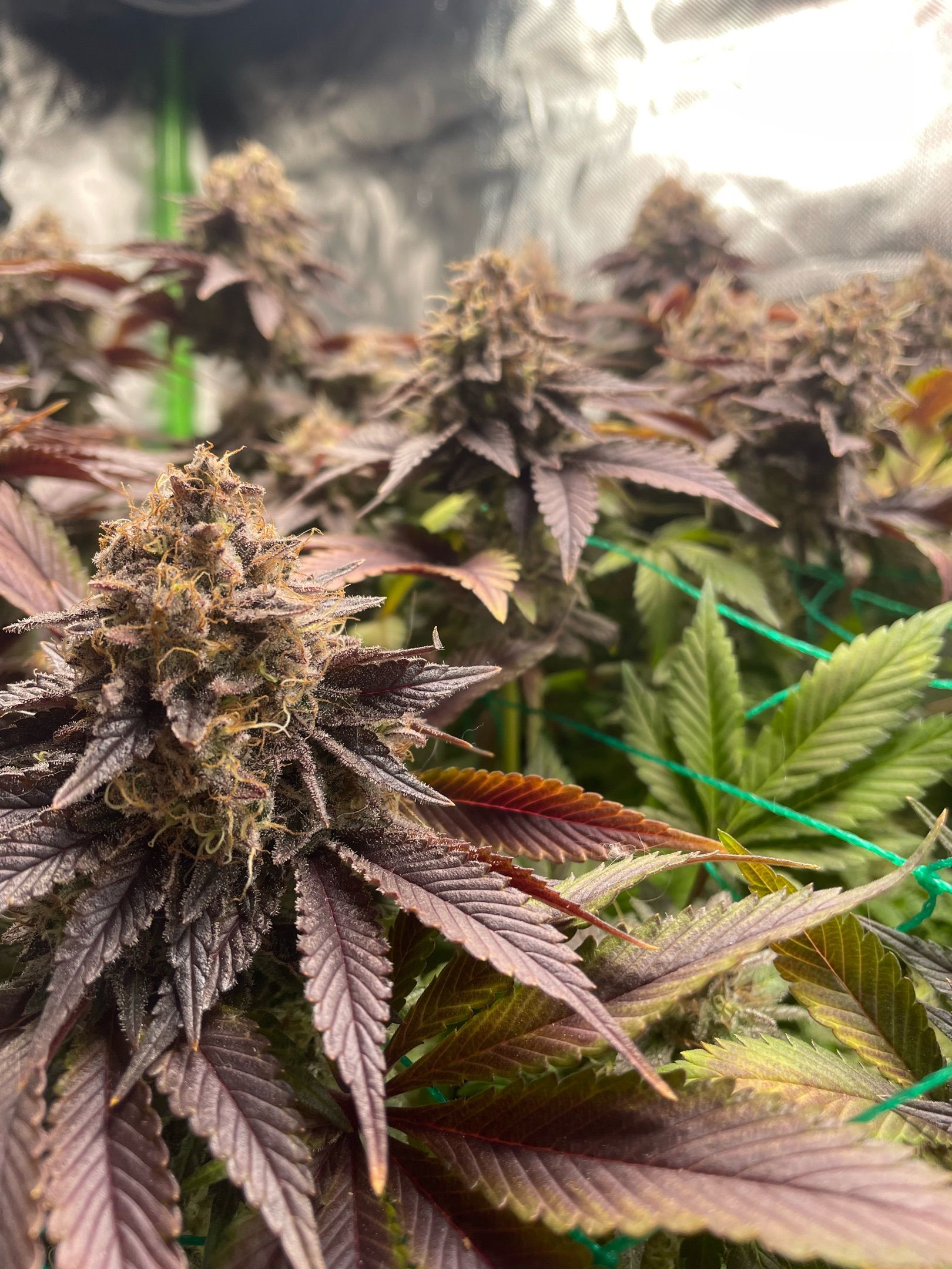 Amber - Blue gelato #41 growlog photo 204