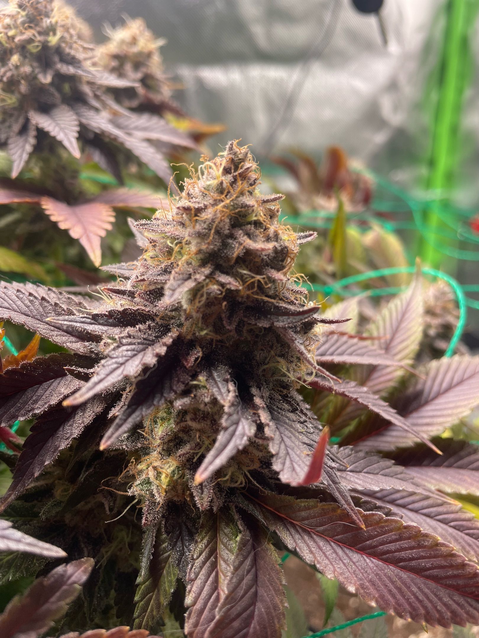 Amber - Blue gelato #41 growlog photo 205