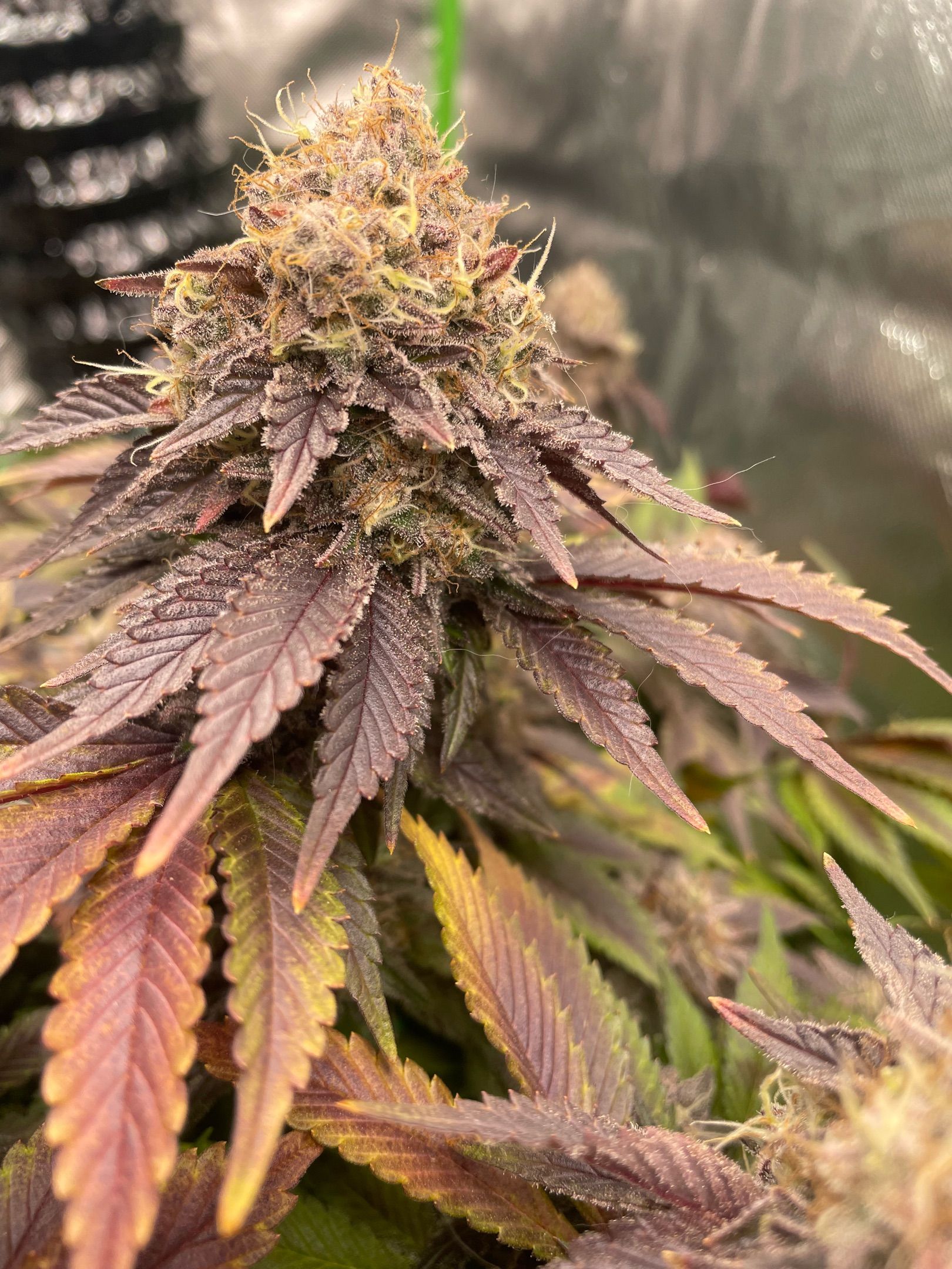 Amber - Blue gelato #41 growlog photo 206