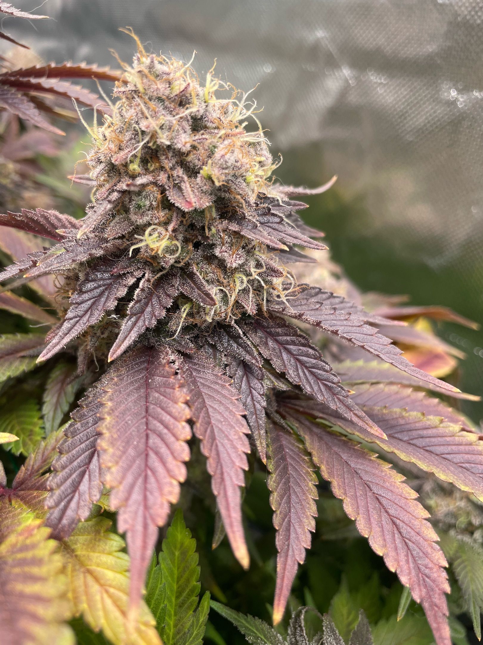 Amber - Blue gelato #41 growlog photo 207