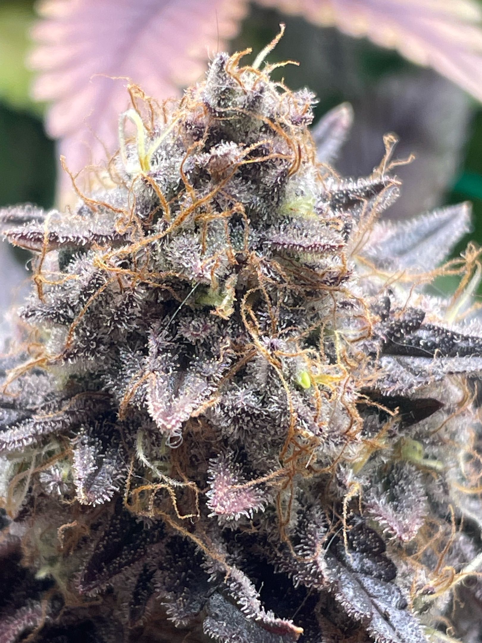 Amber - Blue gelato #41 growlog photo 208