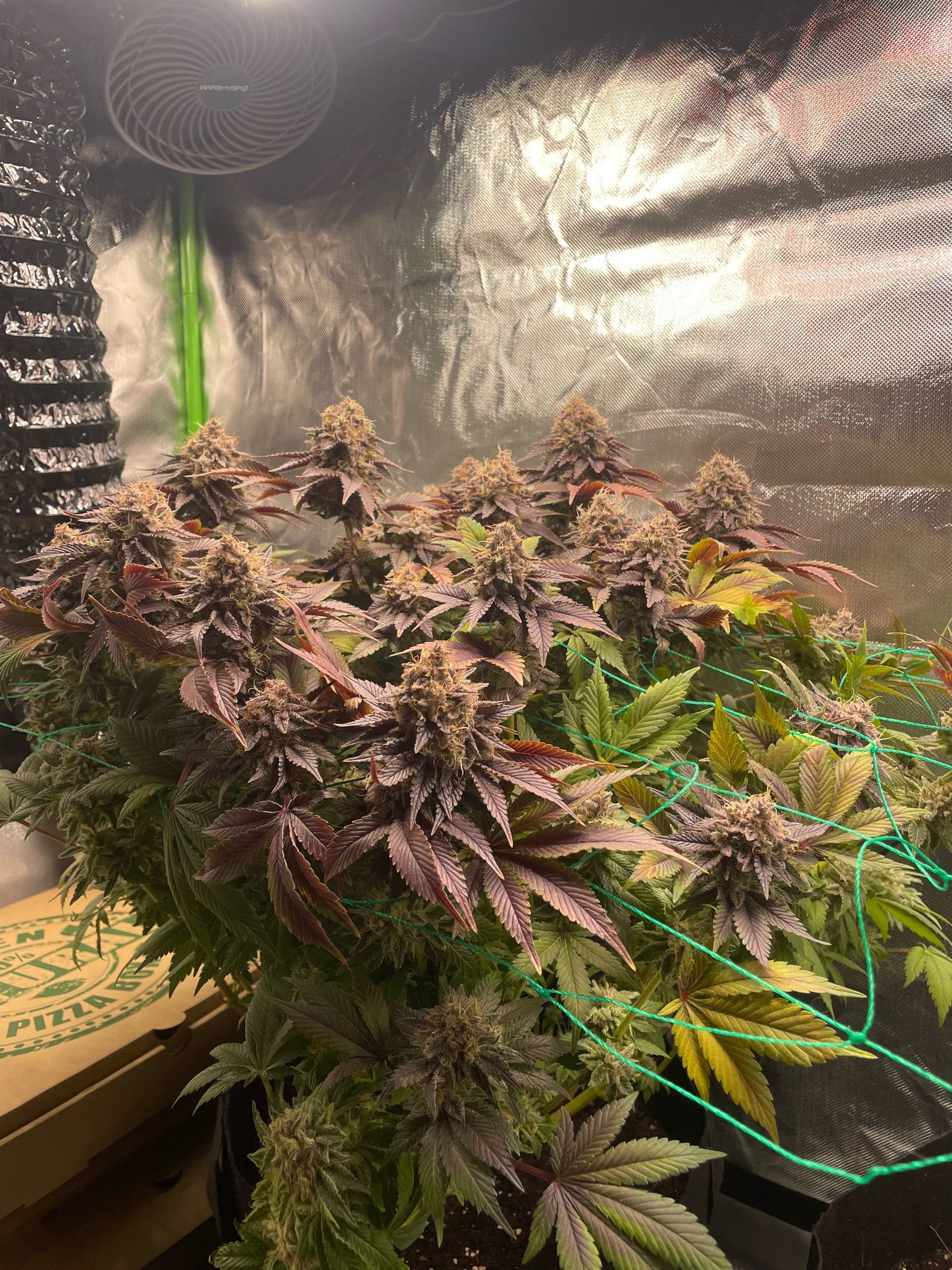 Amber - Blue gelato #41 growlog photo 209