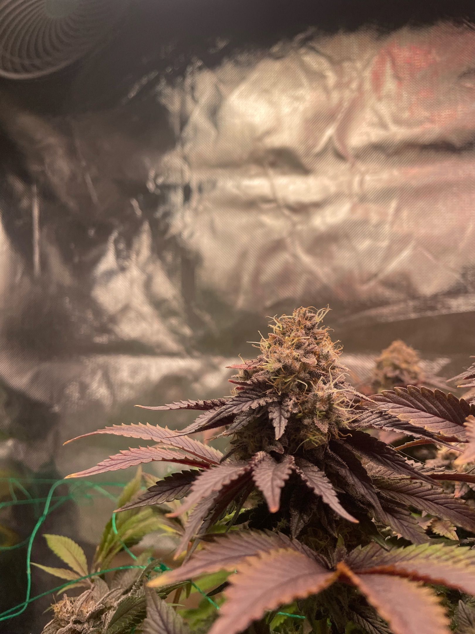 Amber - Blue gelato #41 growlog photo 210