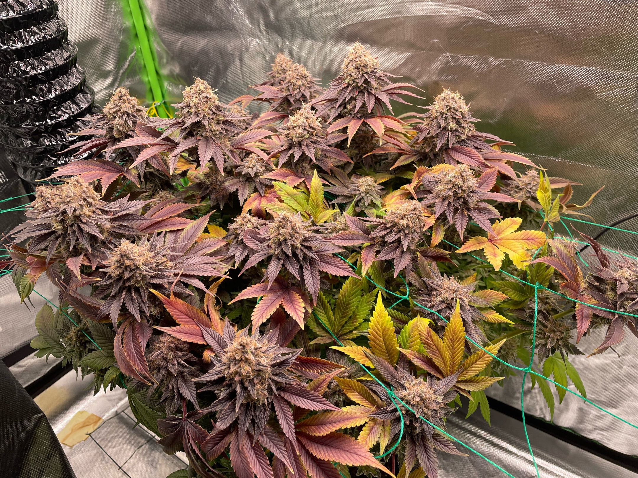 Amber - Blue gelato #41 growlog photo 212