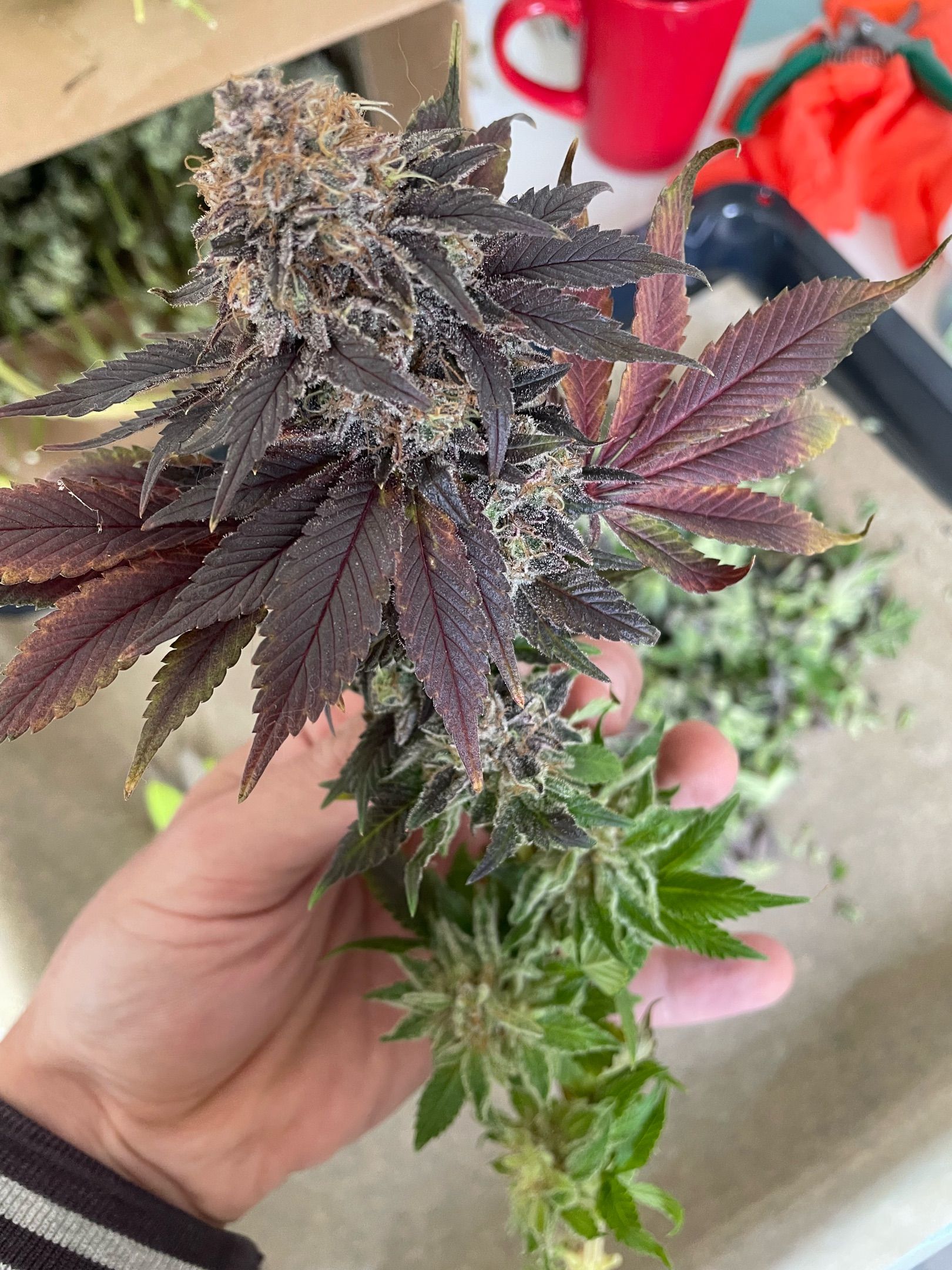 Amber - Blue gelato #41 growlog photo 213