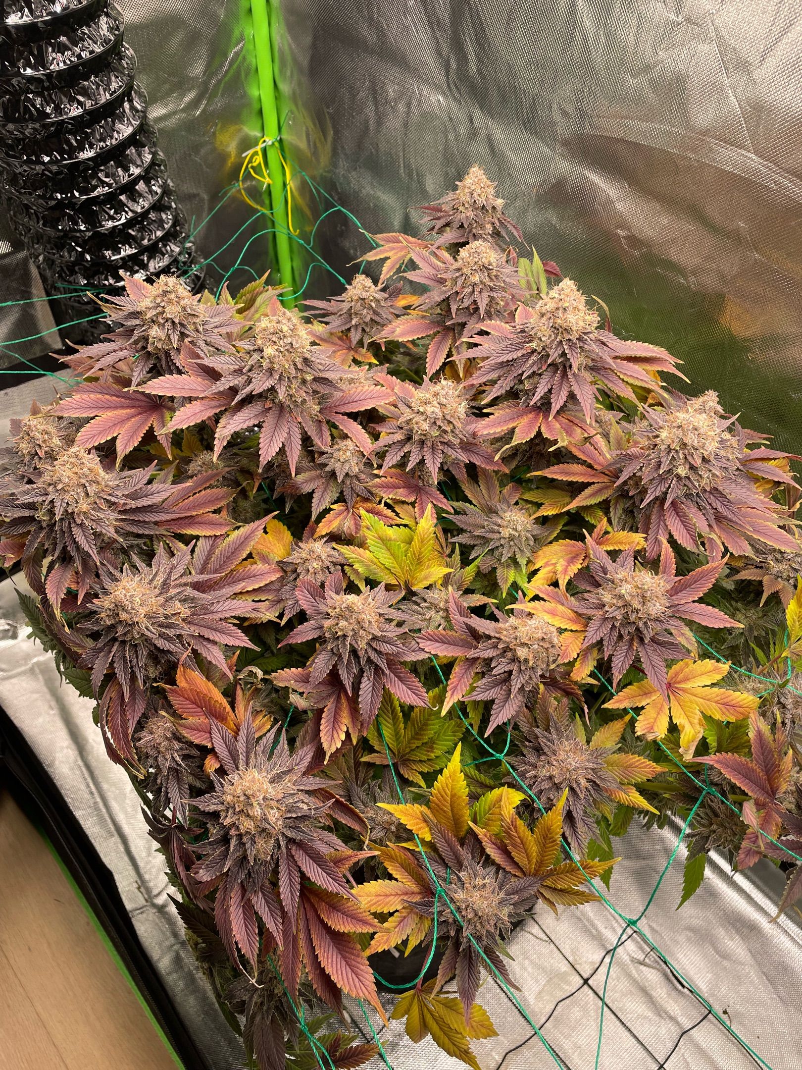 Amber - Blue gelato #41 growlog photo 214