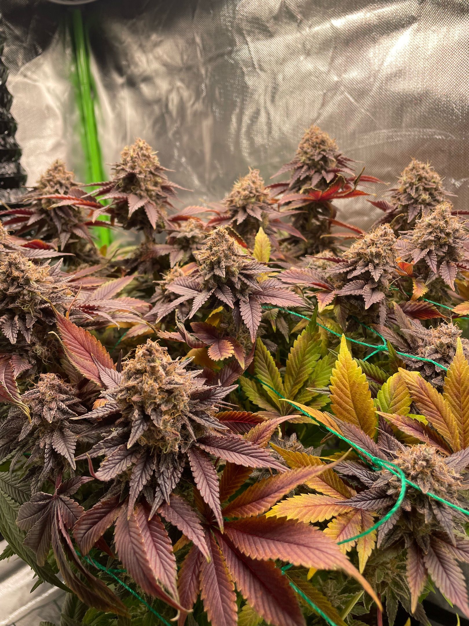 Amber - Blue gelato #41 growlog photo 215