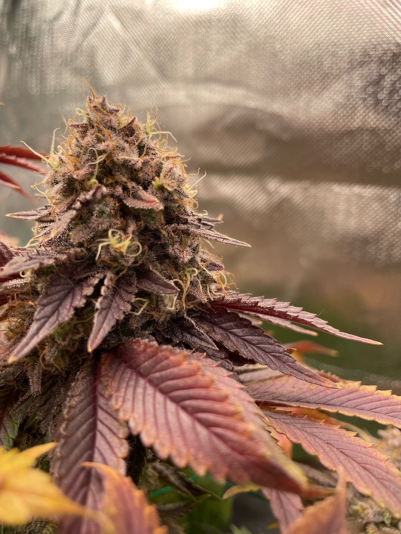 Amber - Blue gelato #41 growlog photo 217