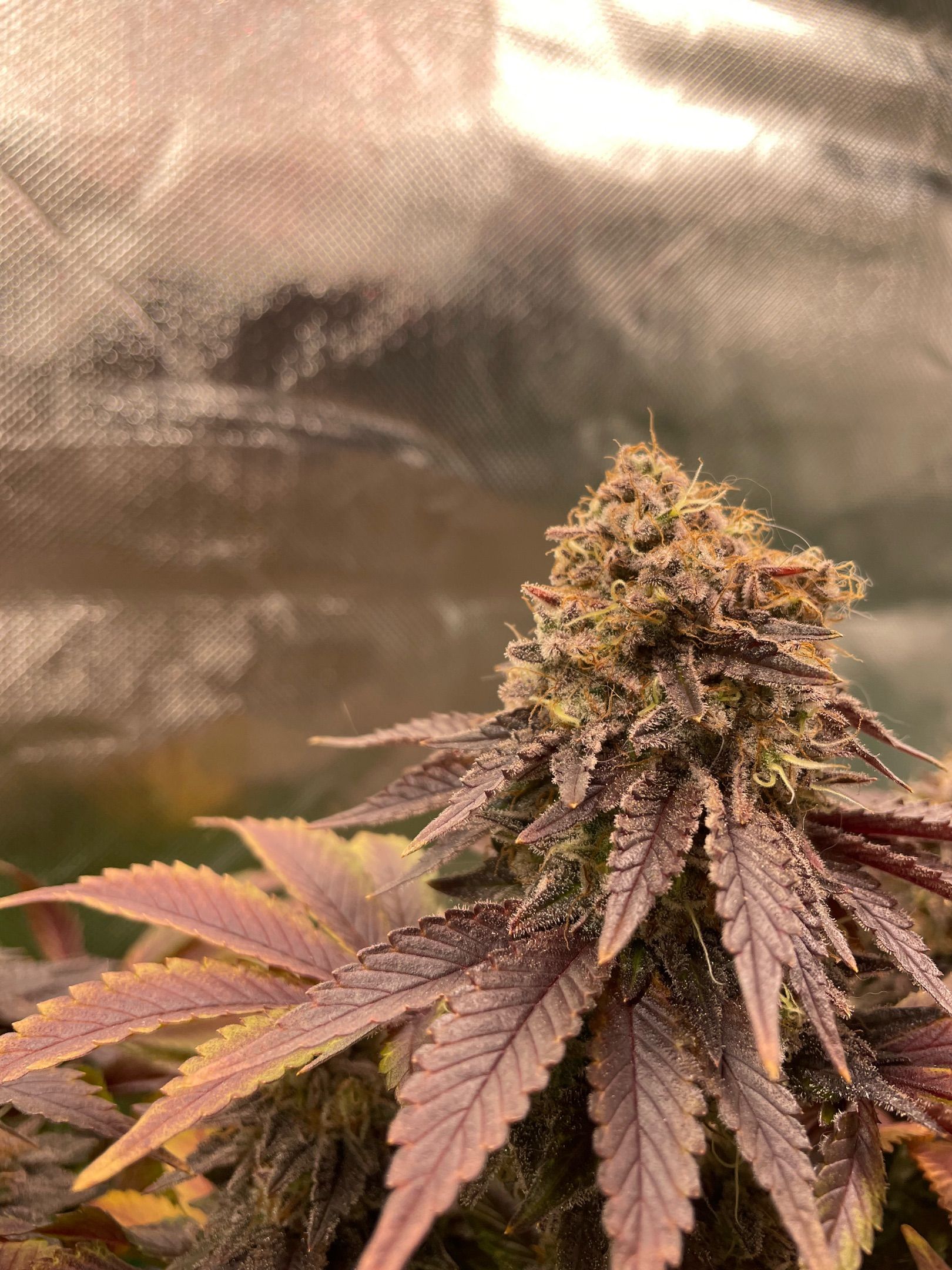 Amber - Blue gelato #41 growlog photo 218