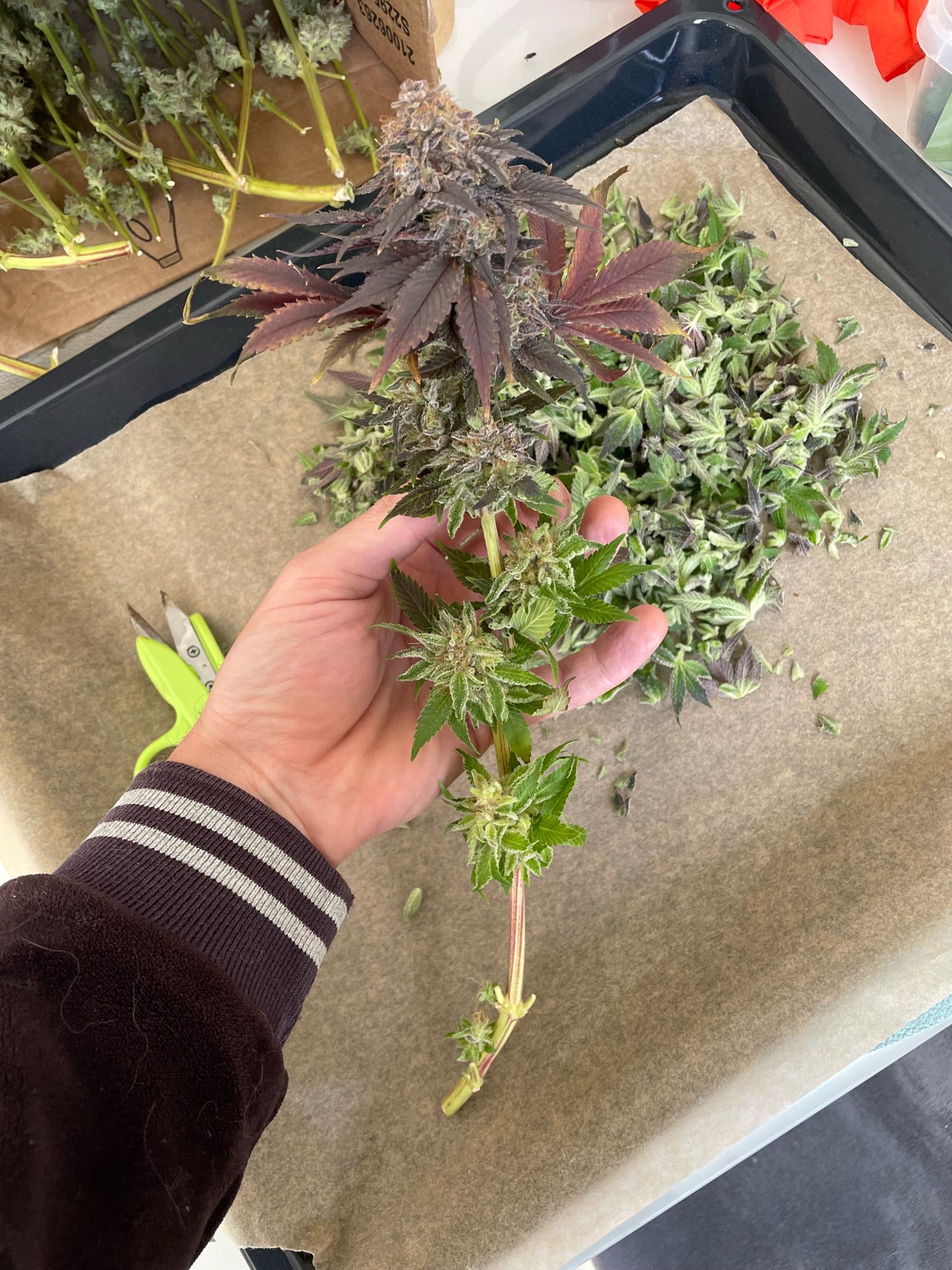 Amber - Blue gelato #41 growlog photo 219