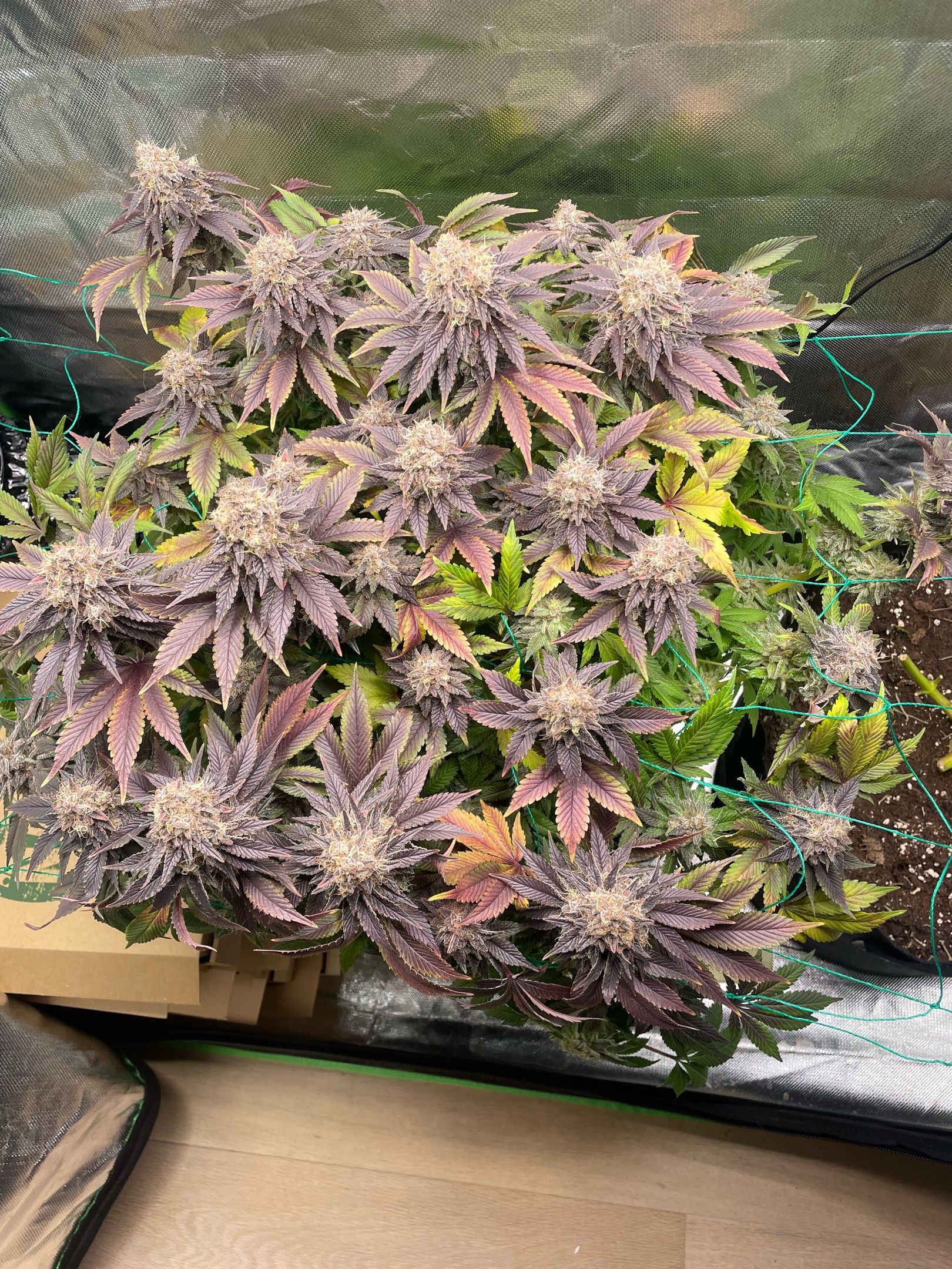 Amber - Blue gelato #41 growlog photo 220