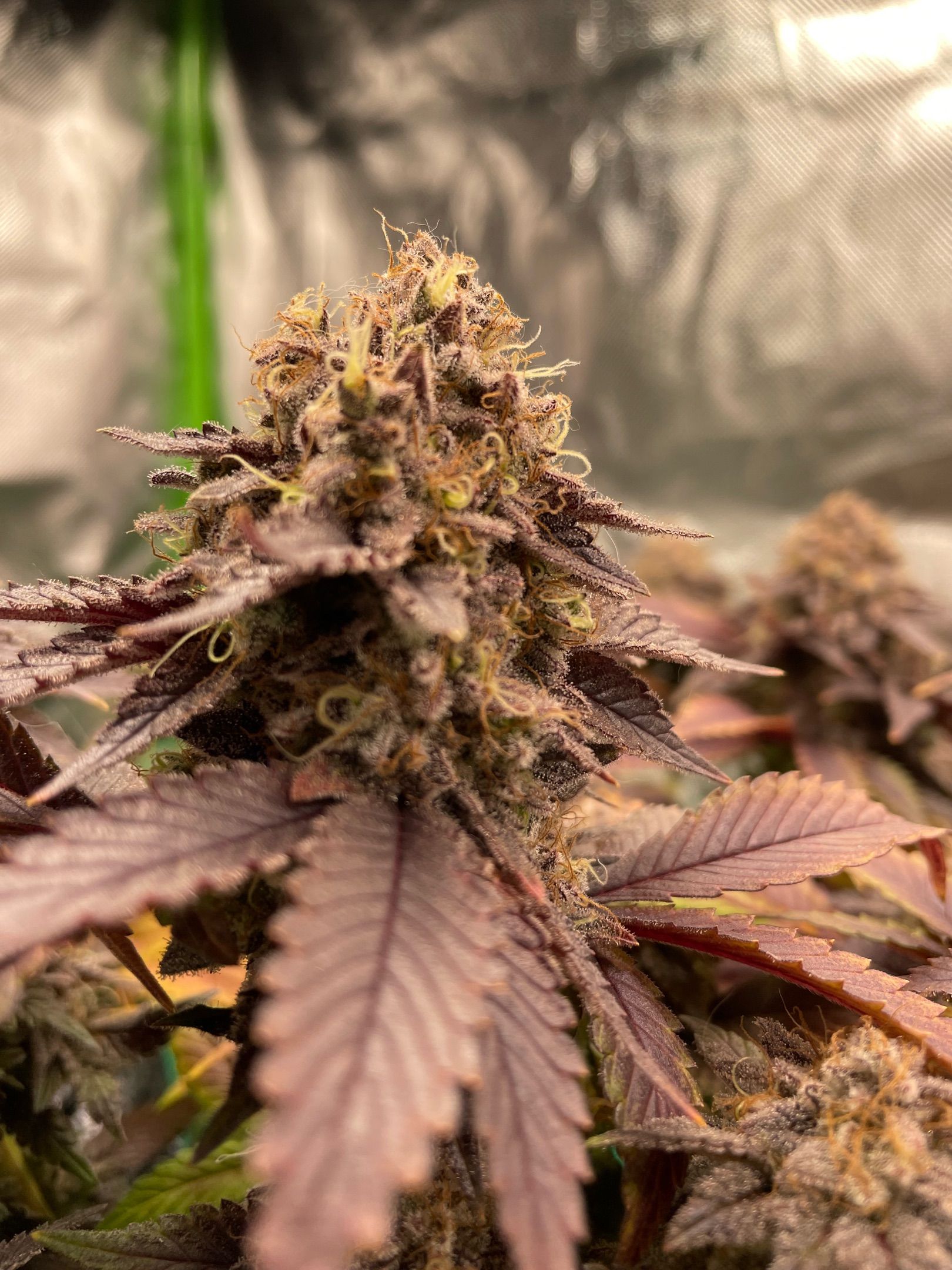 Amber - Blue gelato #41 growlog photo 221