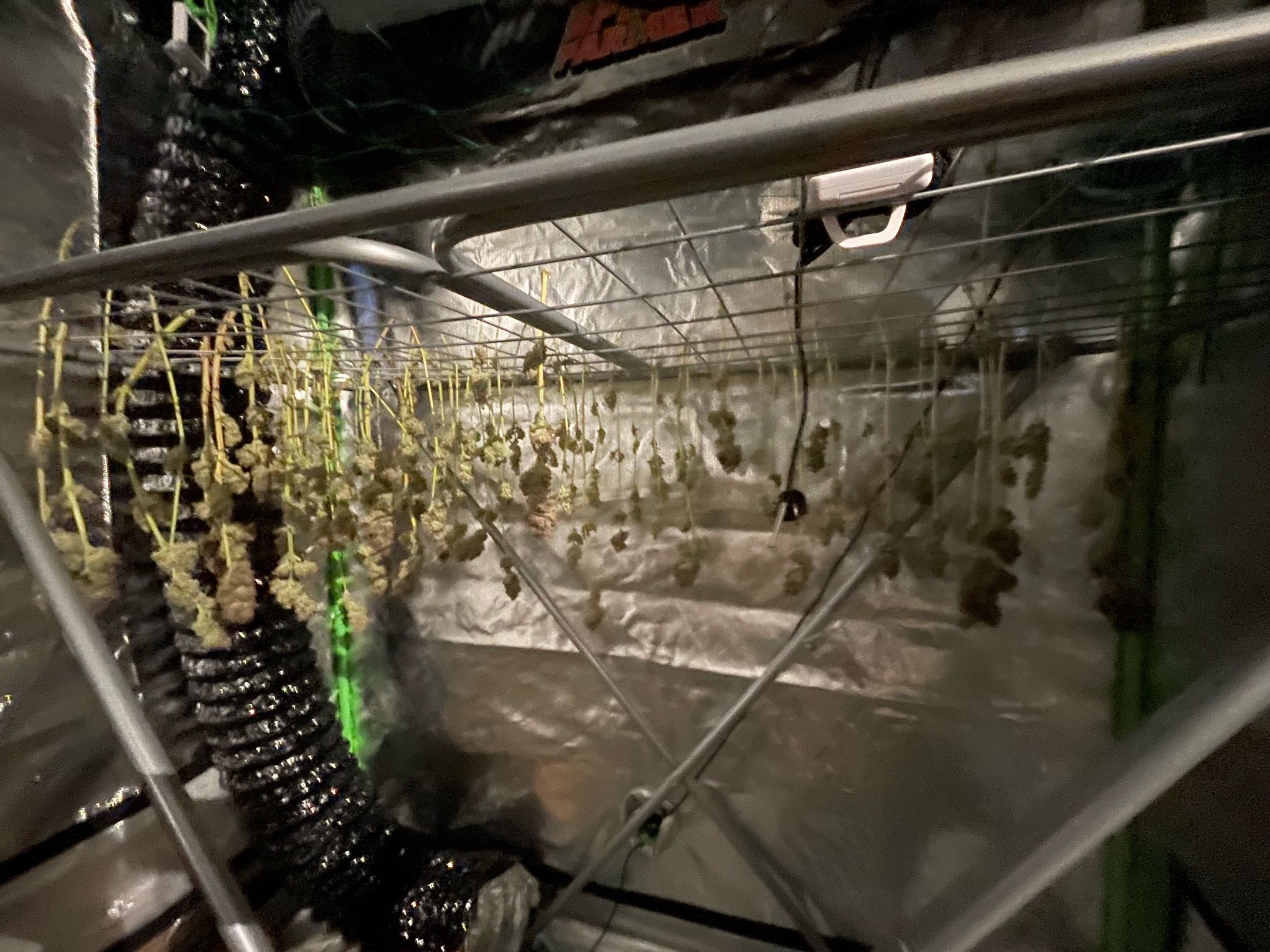 Amber - Blue gelato #41 growlog photo 222